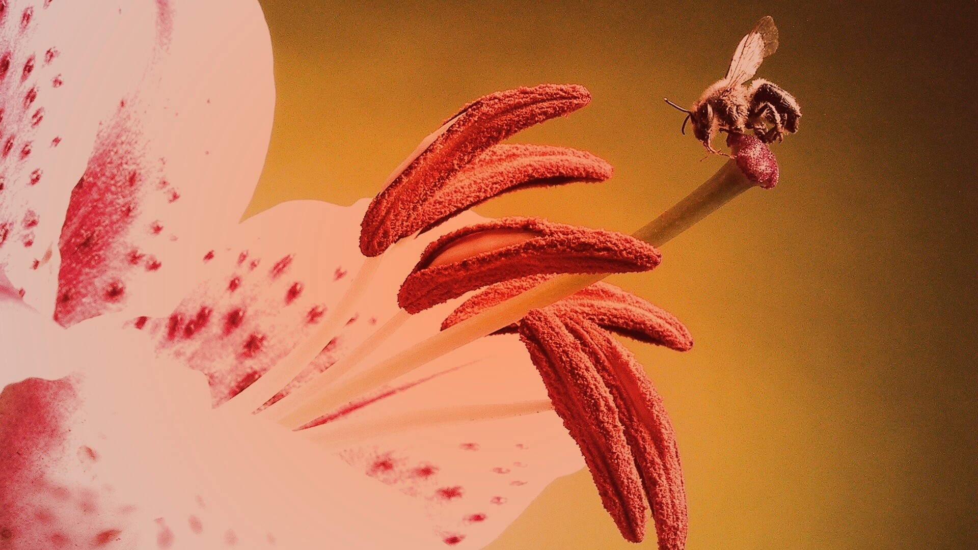 Трудолюбивая пчела на прекрасном цветке обои