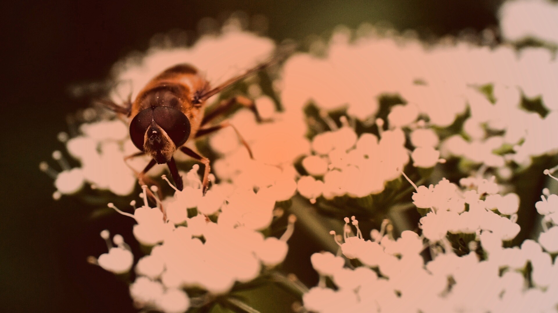 Пчела на нежный белых цветах обои