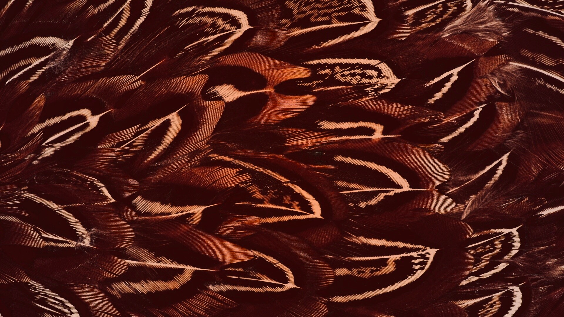 Красивые перья обои