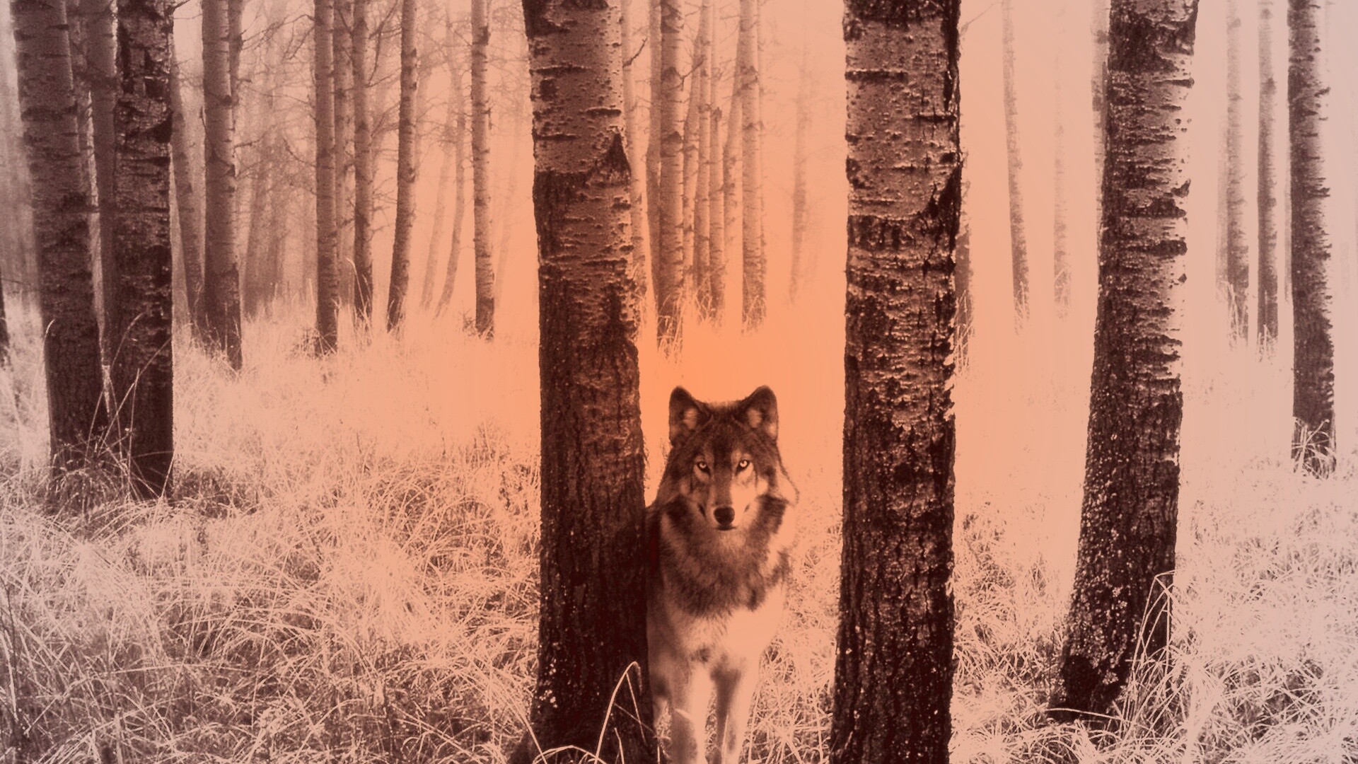 Волк в лесу обои