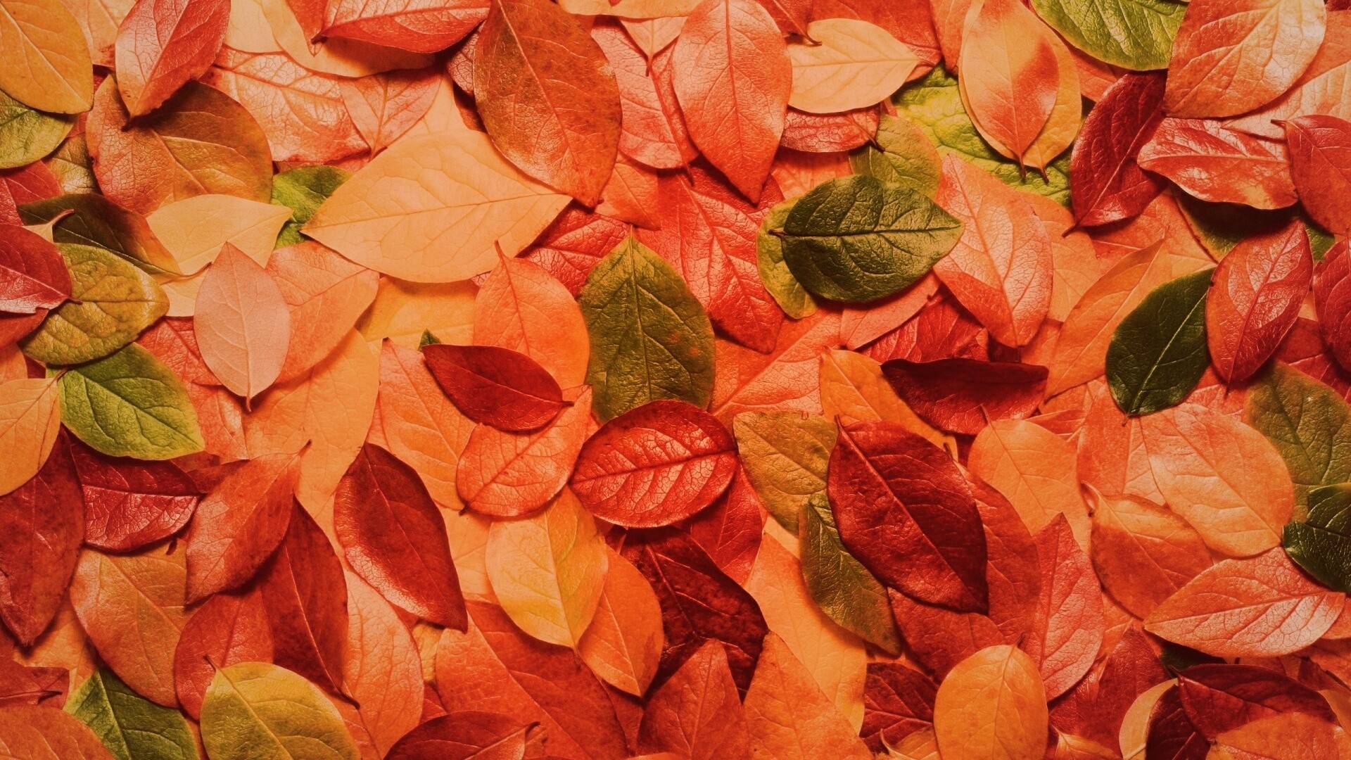 Цветной ковёр из листьев обои