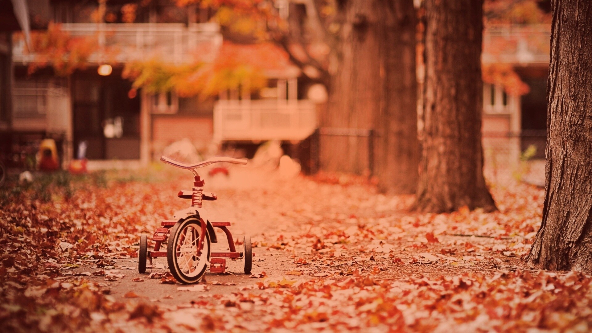 Трёхколёсный друг на осенней дорожке обои