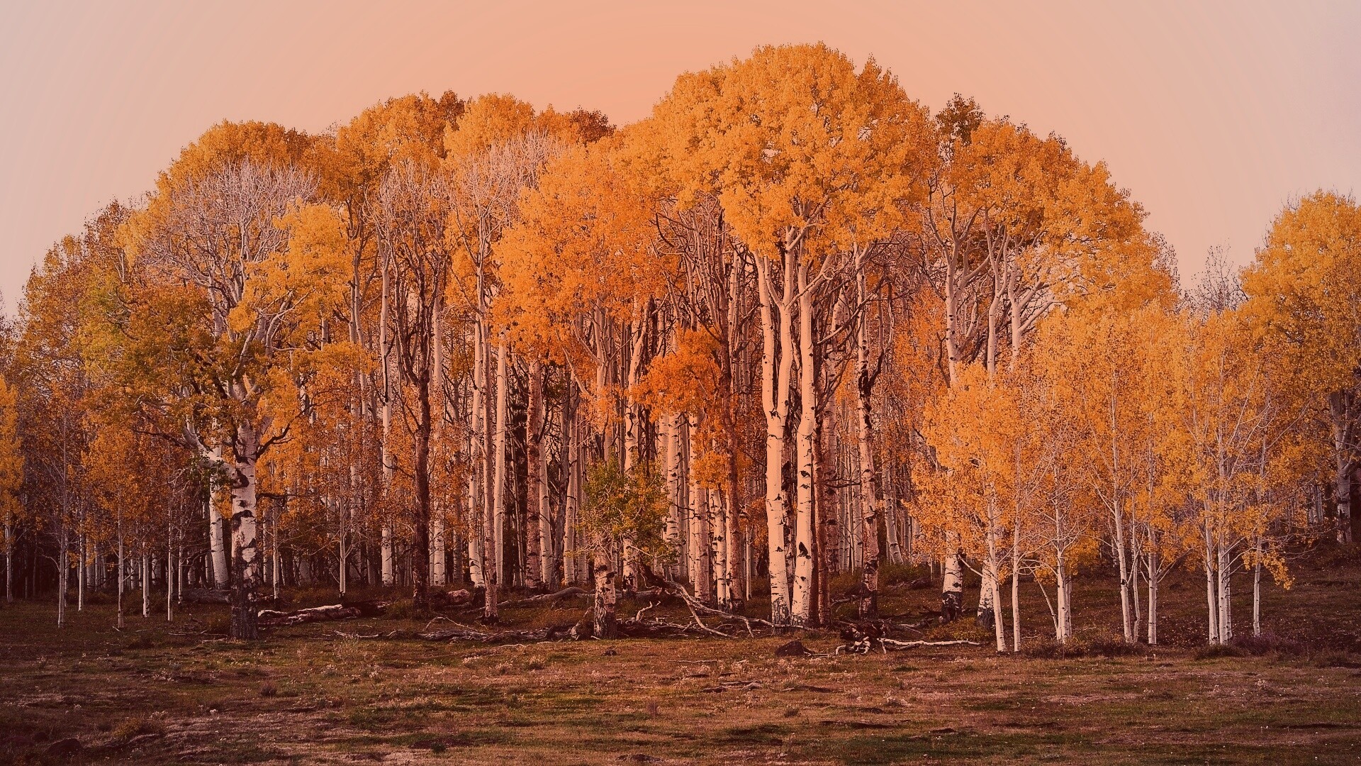Пожелтевшая березовая роща обои