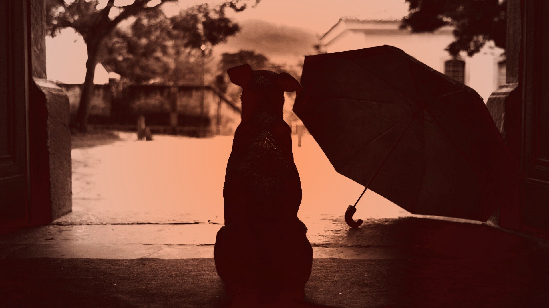 Собака и зонтик обои