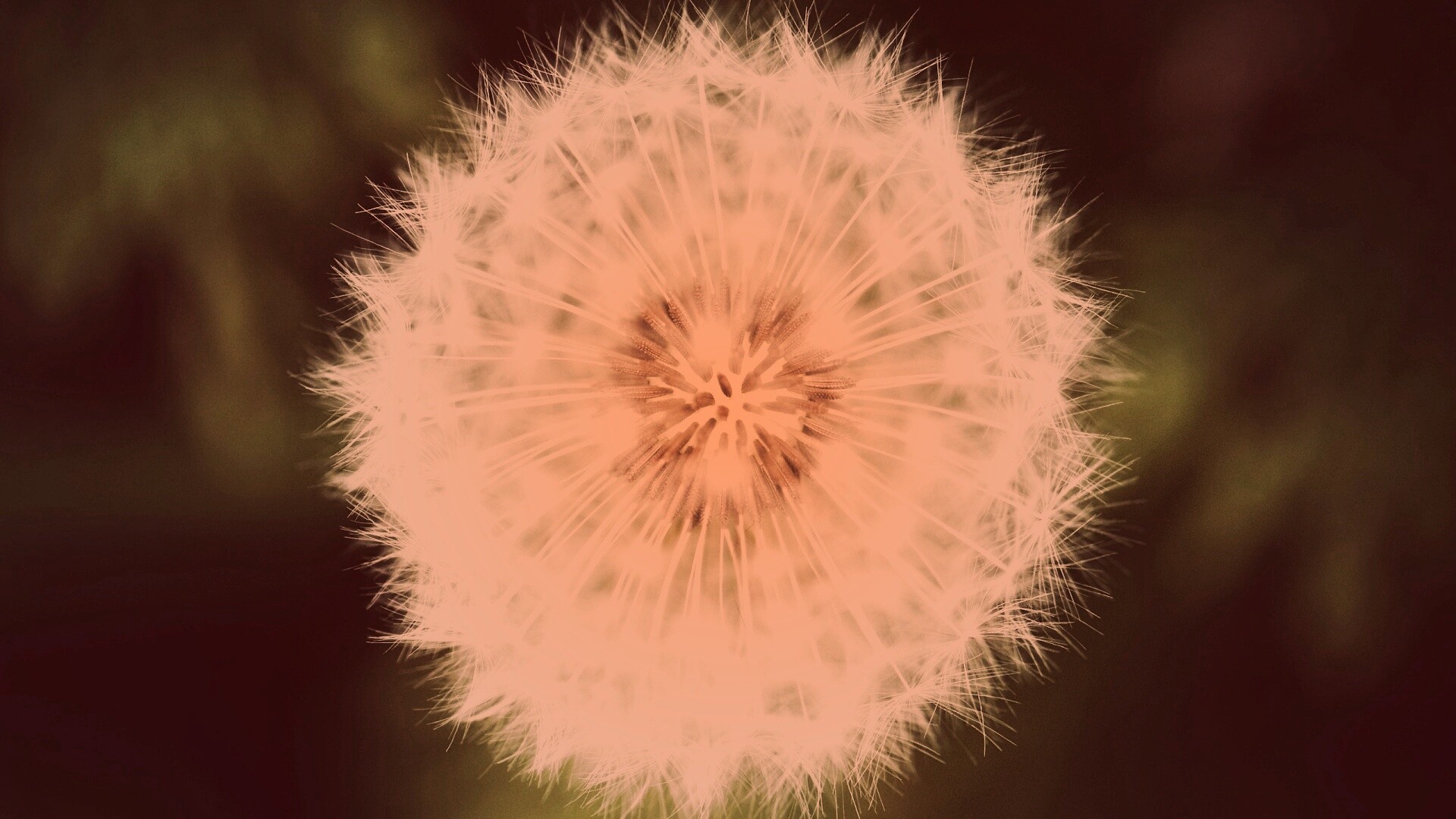 Макро фотография одуванчика обои