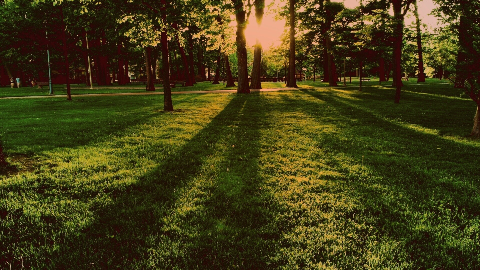 Лучи солнца сквозь листву деревьев обои