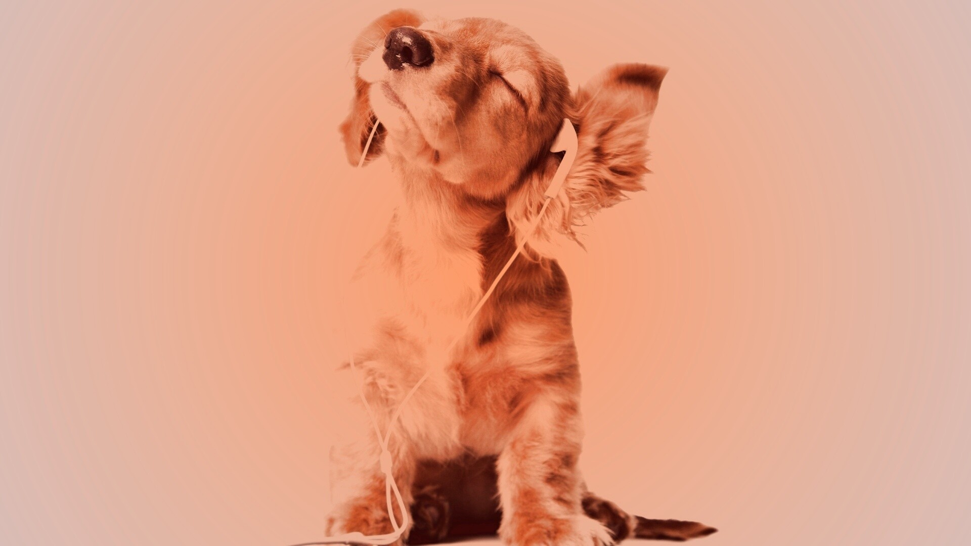 Щенок в наушниках обои