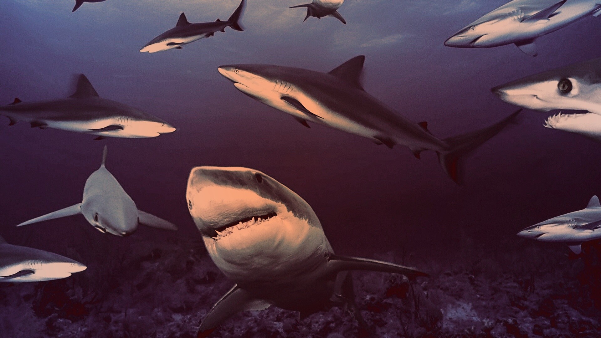Стая акул обои