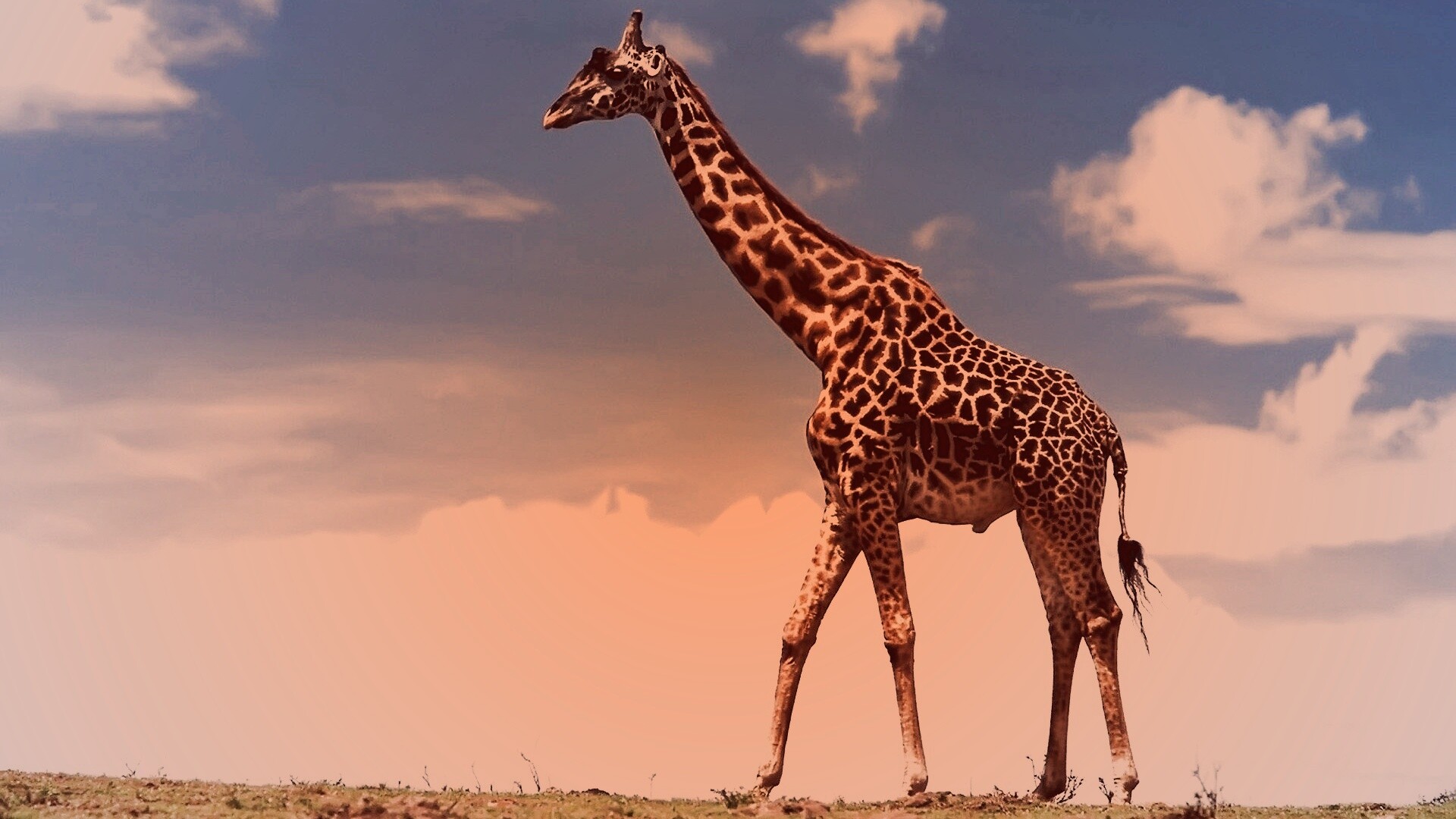 Жираф на прогулке обои