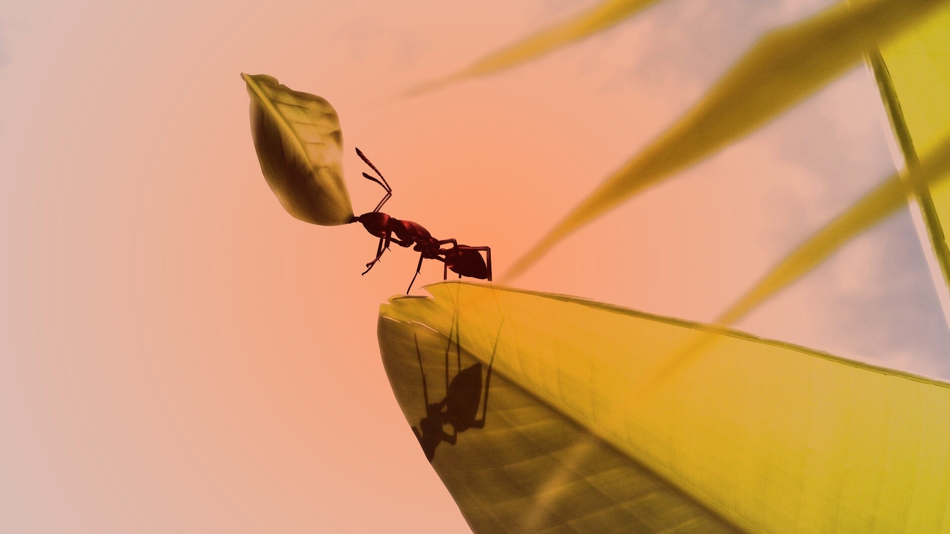 Муравей тащит лист обои