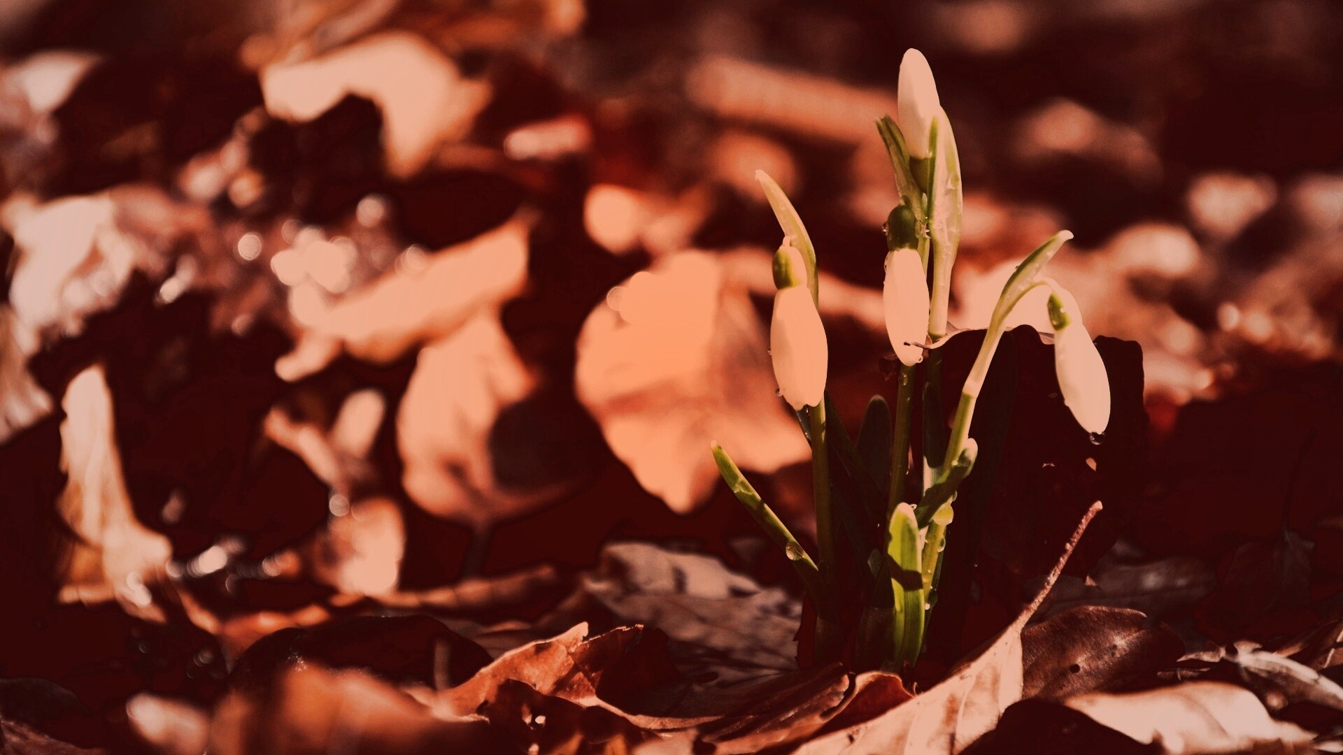 Первые весенние цветы обои