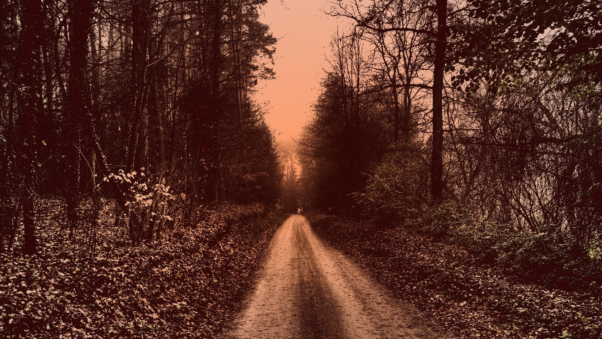 Дорога через лес обои