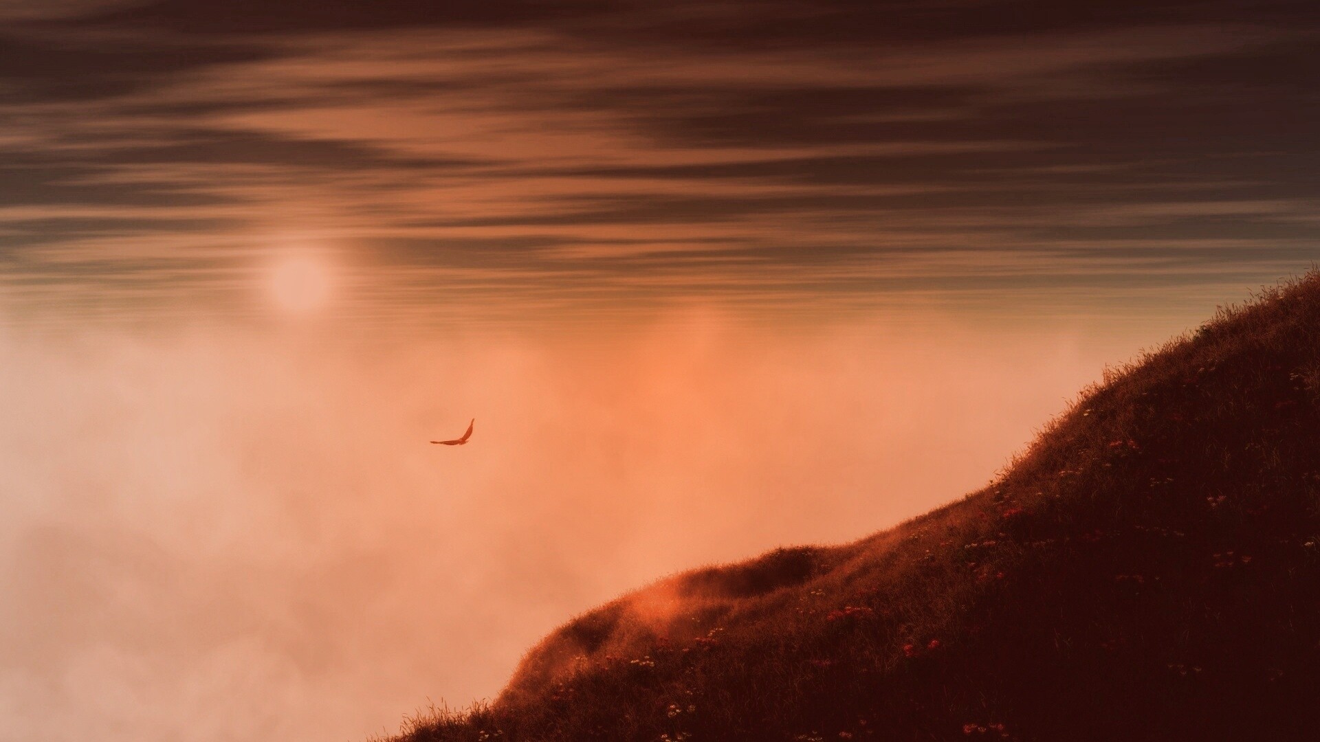 Птица парит над туманом обои