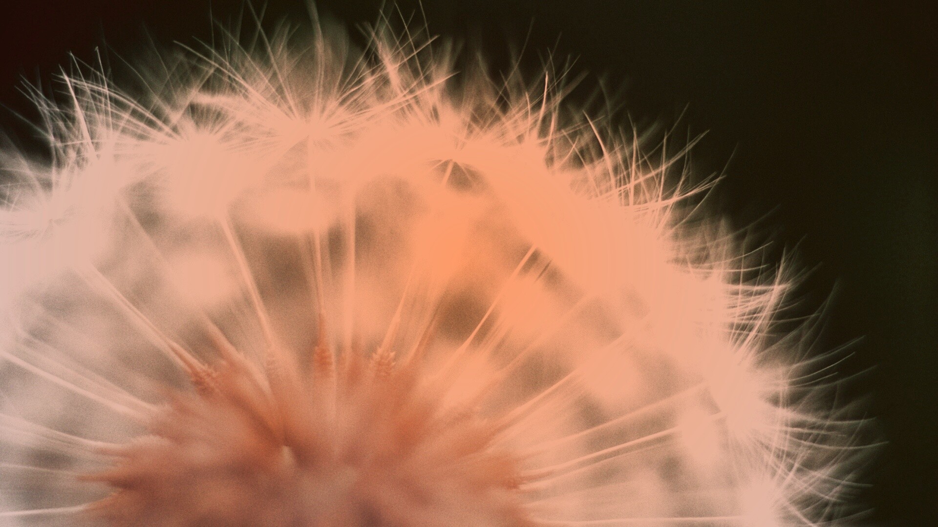 Макро фото одуванчика обои