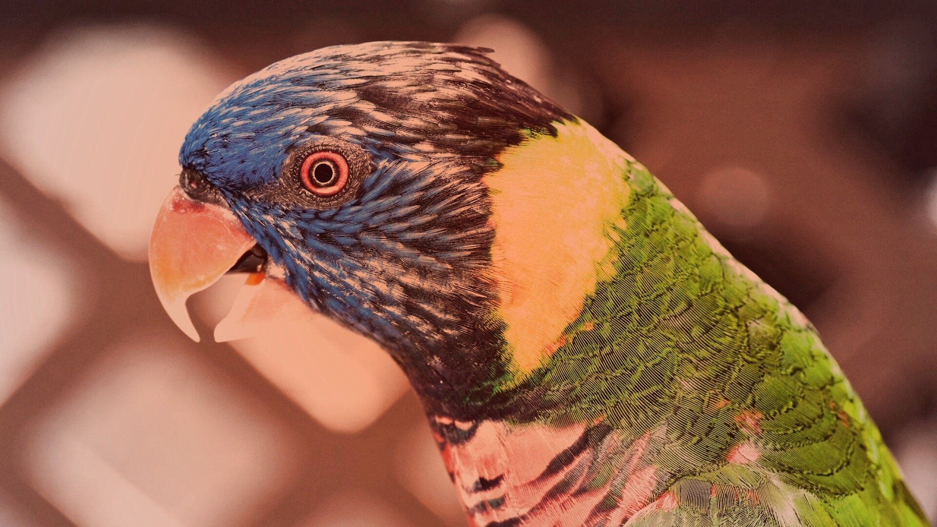 Красноглазйы попугай обои