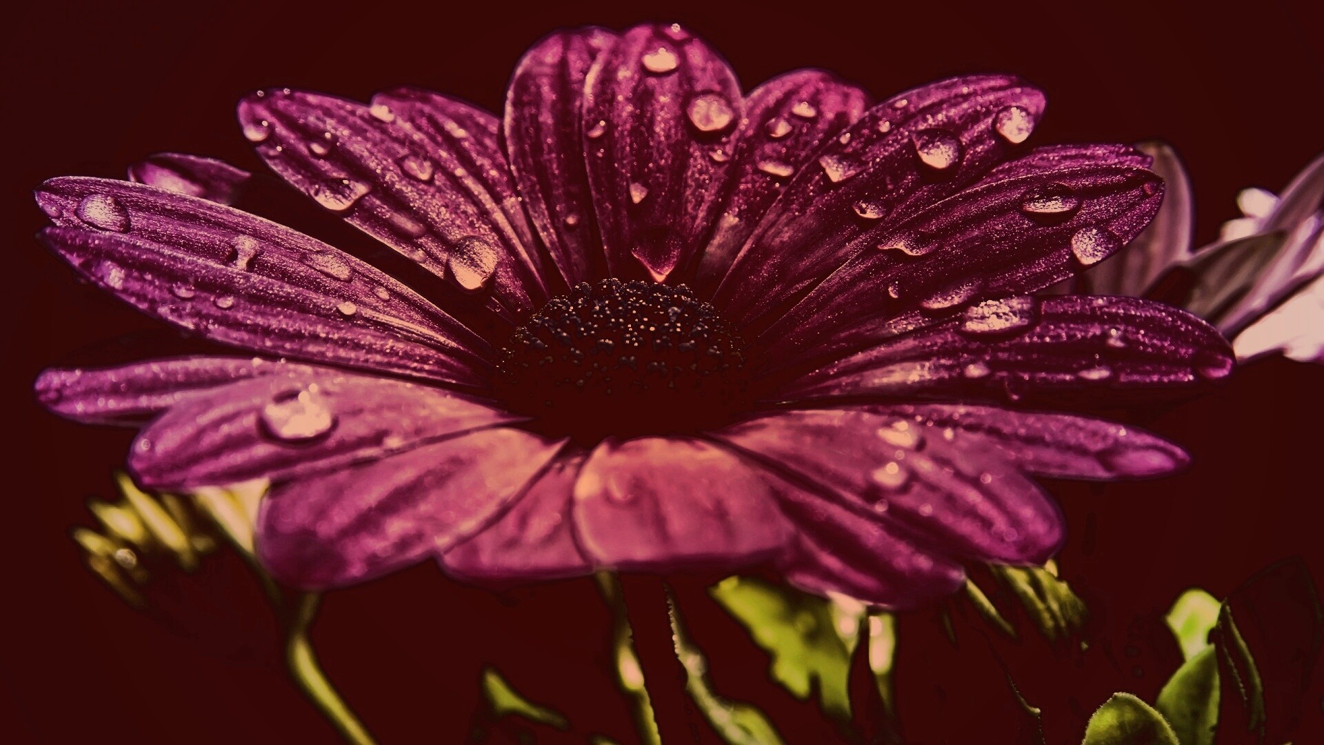 Мокрый от росы фиолетовый цветок обои