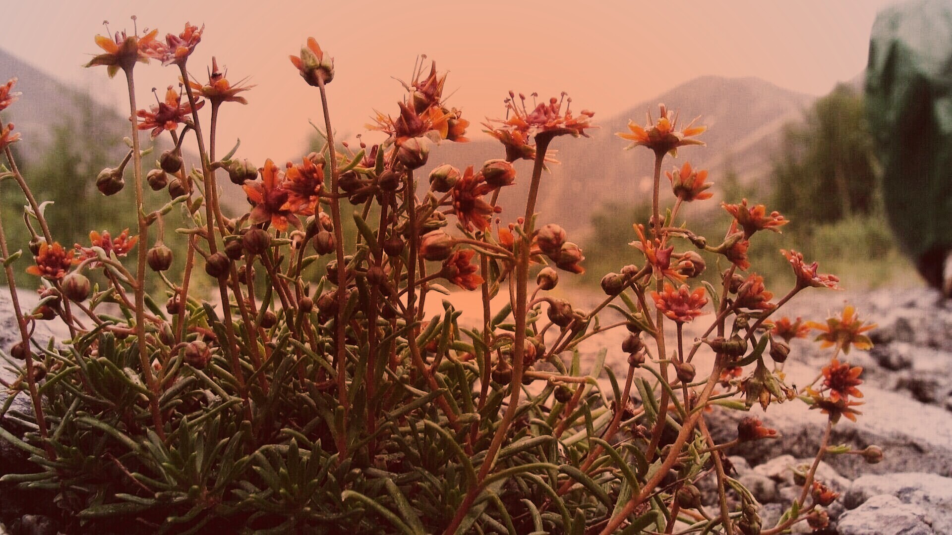 Горные цветы обои