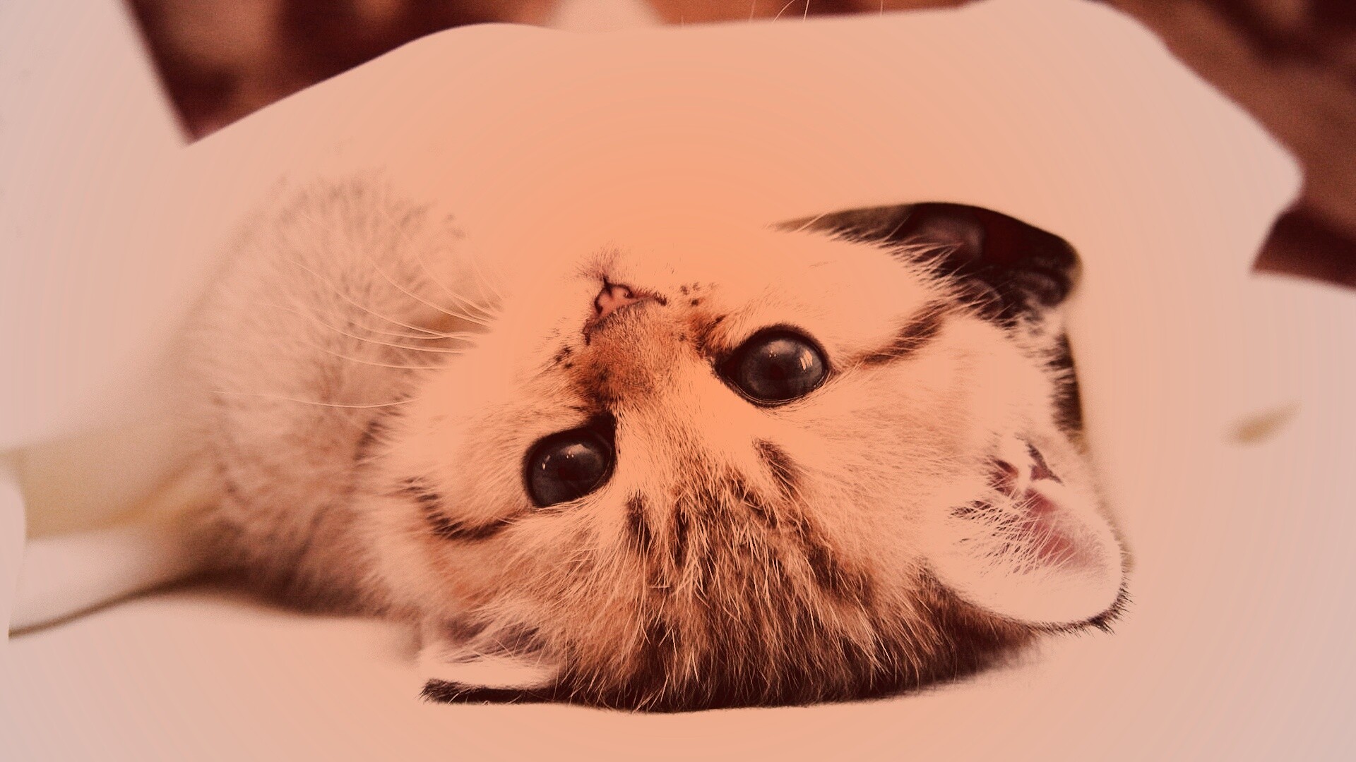 Котёнок вверх ногами обои