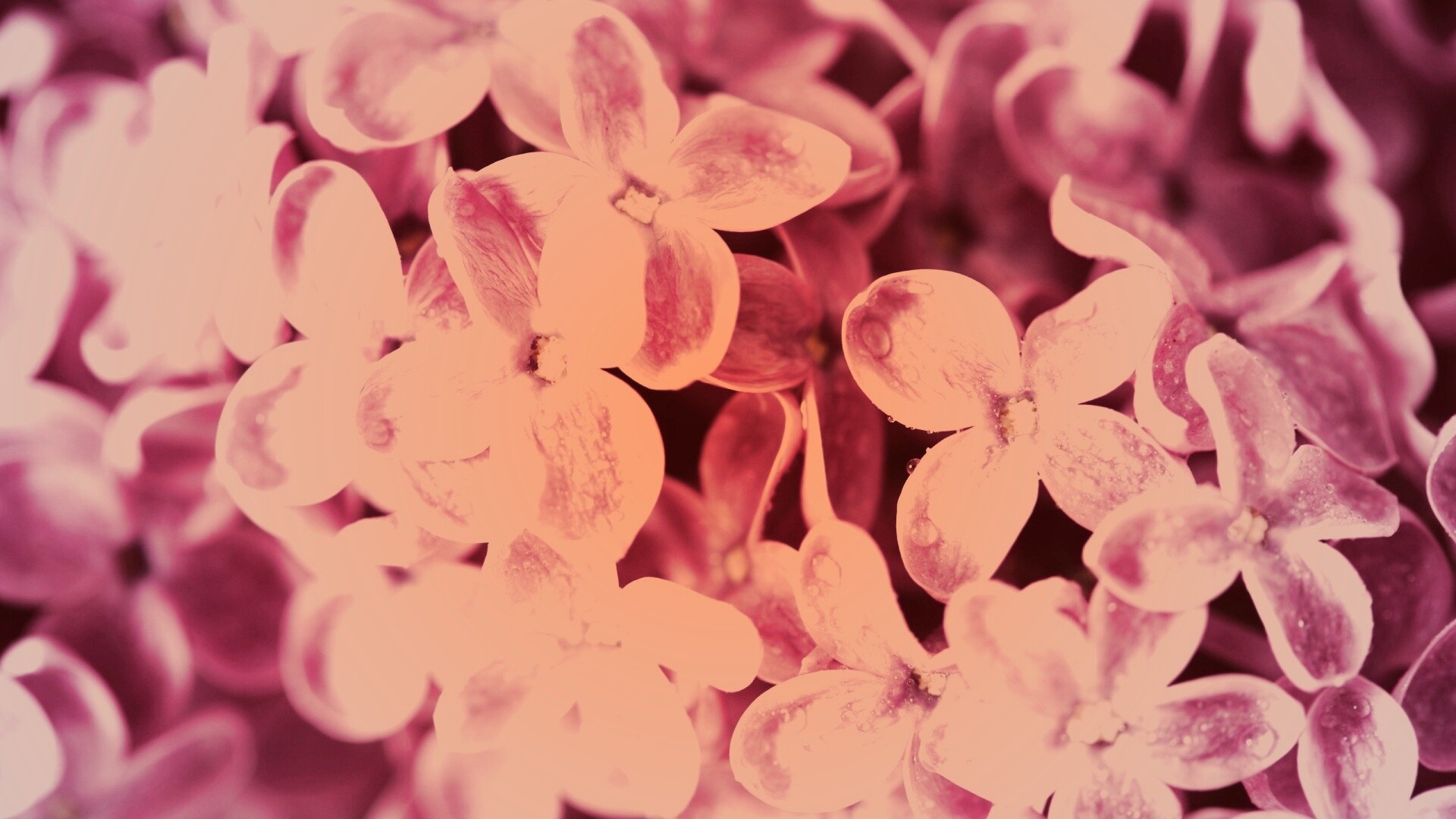 Цветы сирени обои