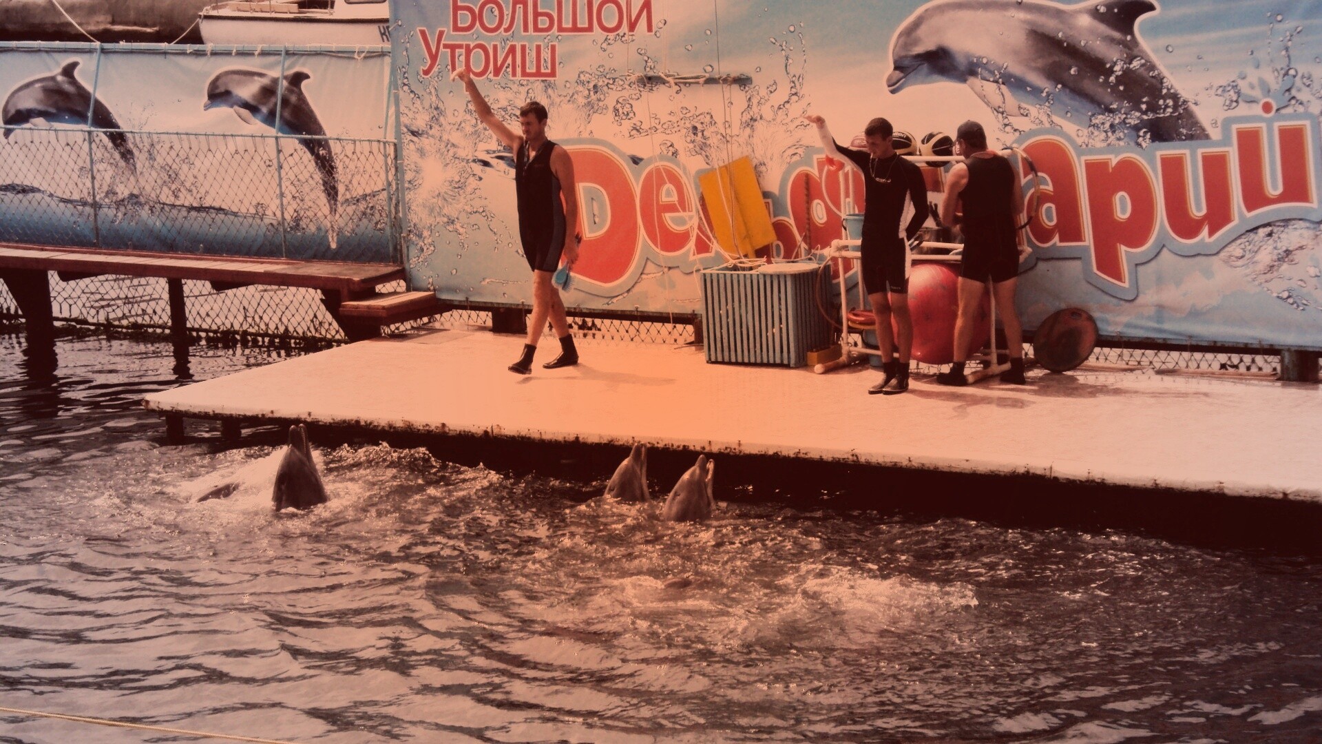 Утро в дельфинарии обои