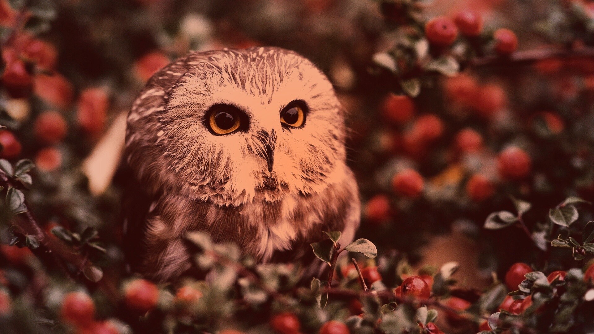 Маленькая сова в ягодах обои