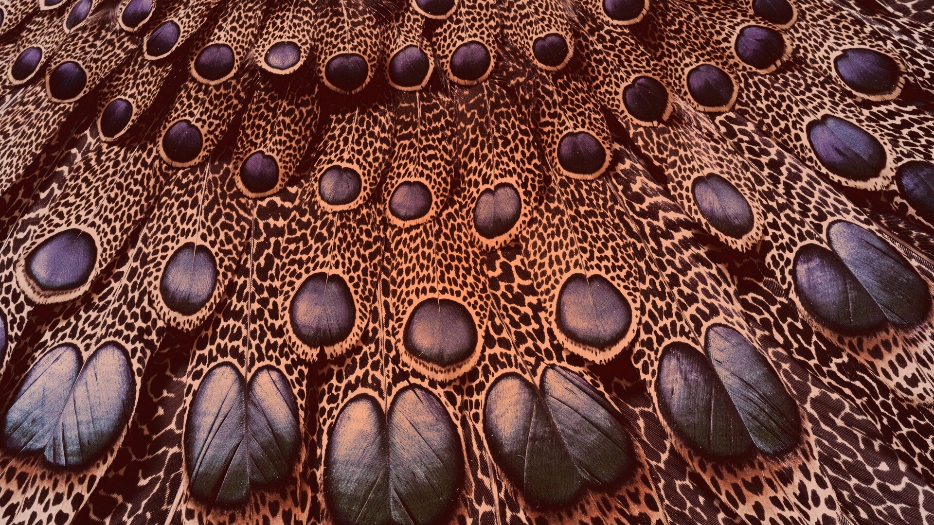 Хвост павлина обои