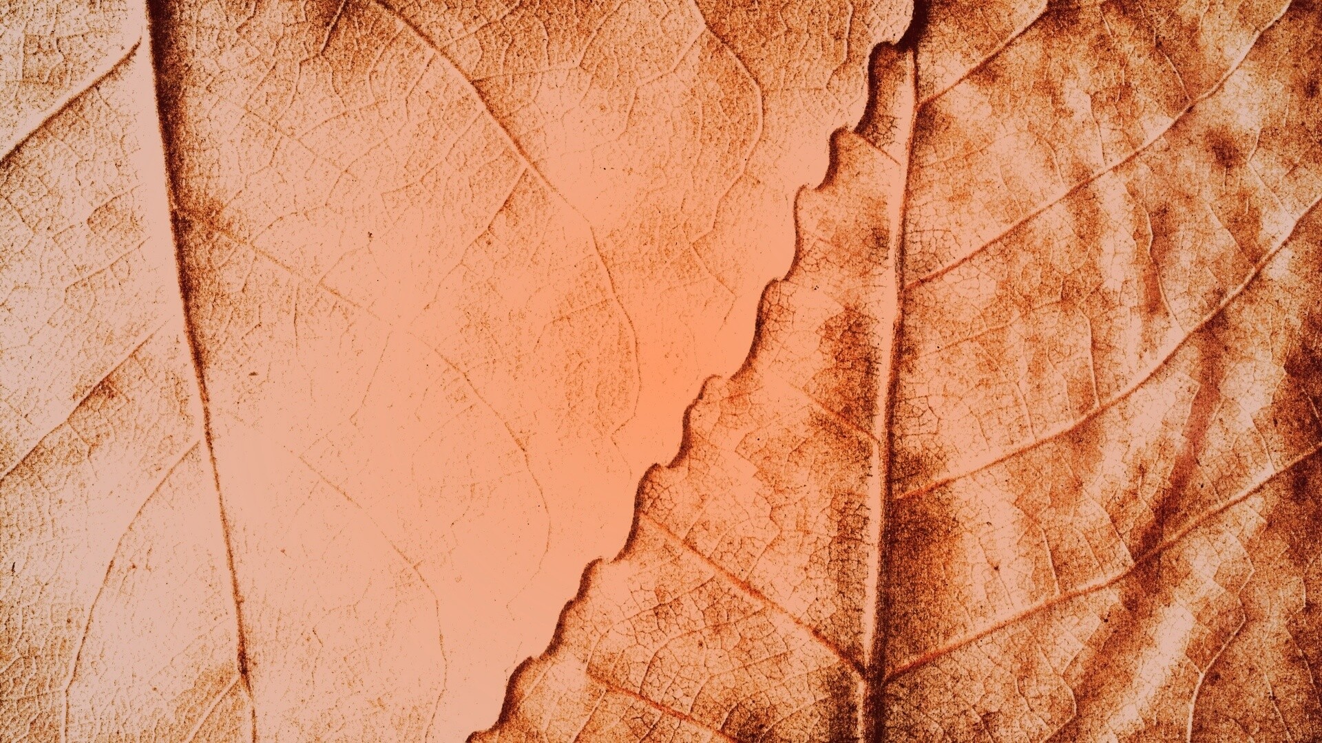 Текстура желтых увядших листьев обои