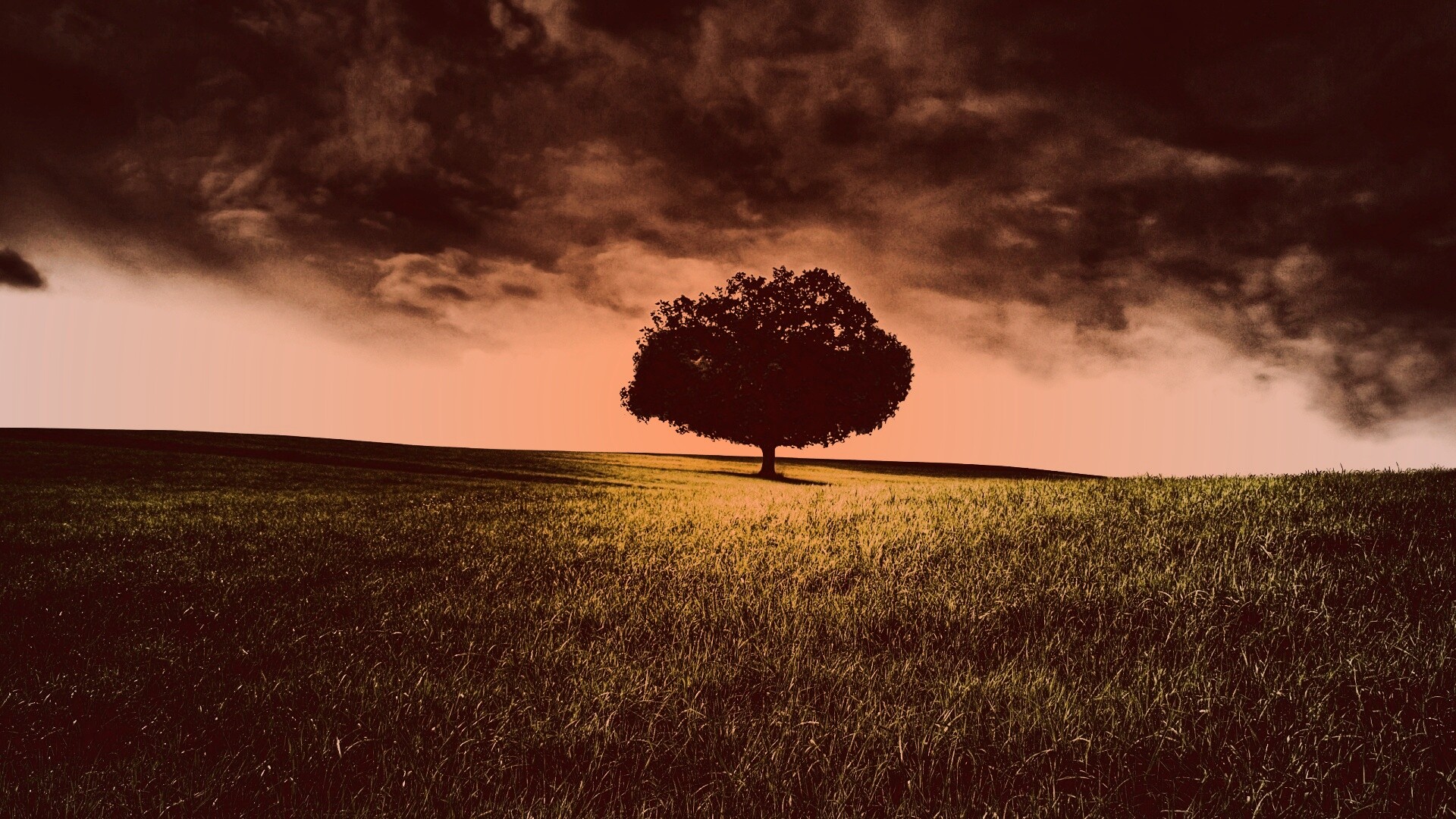 Одинокое дерево под грозовым небом обои
