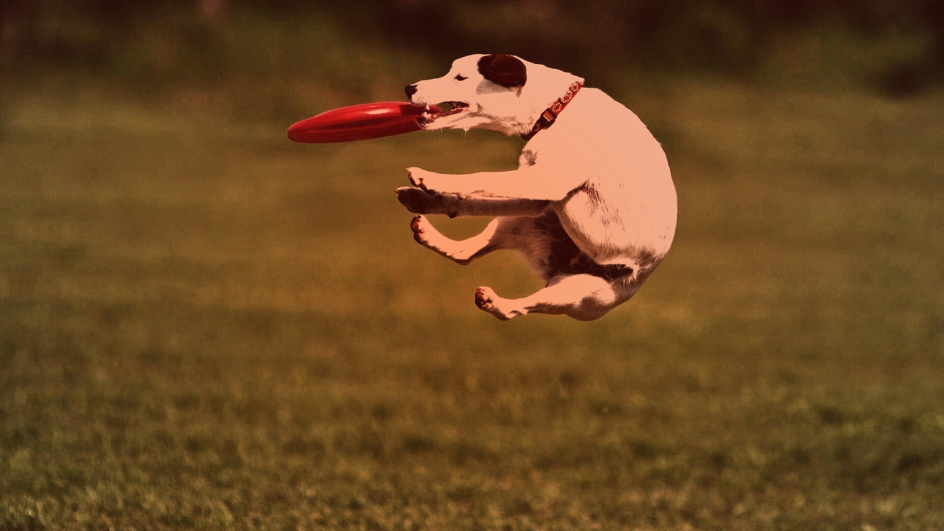 Ловкач обои