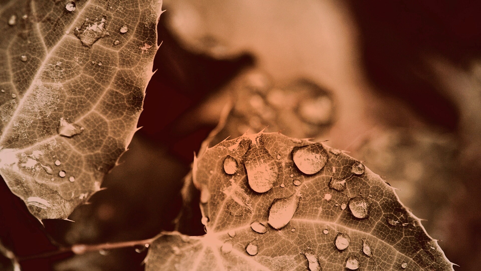 Капельки росы на листьях обои