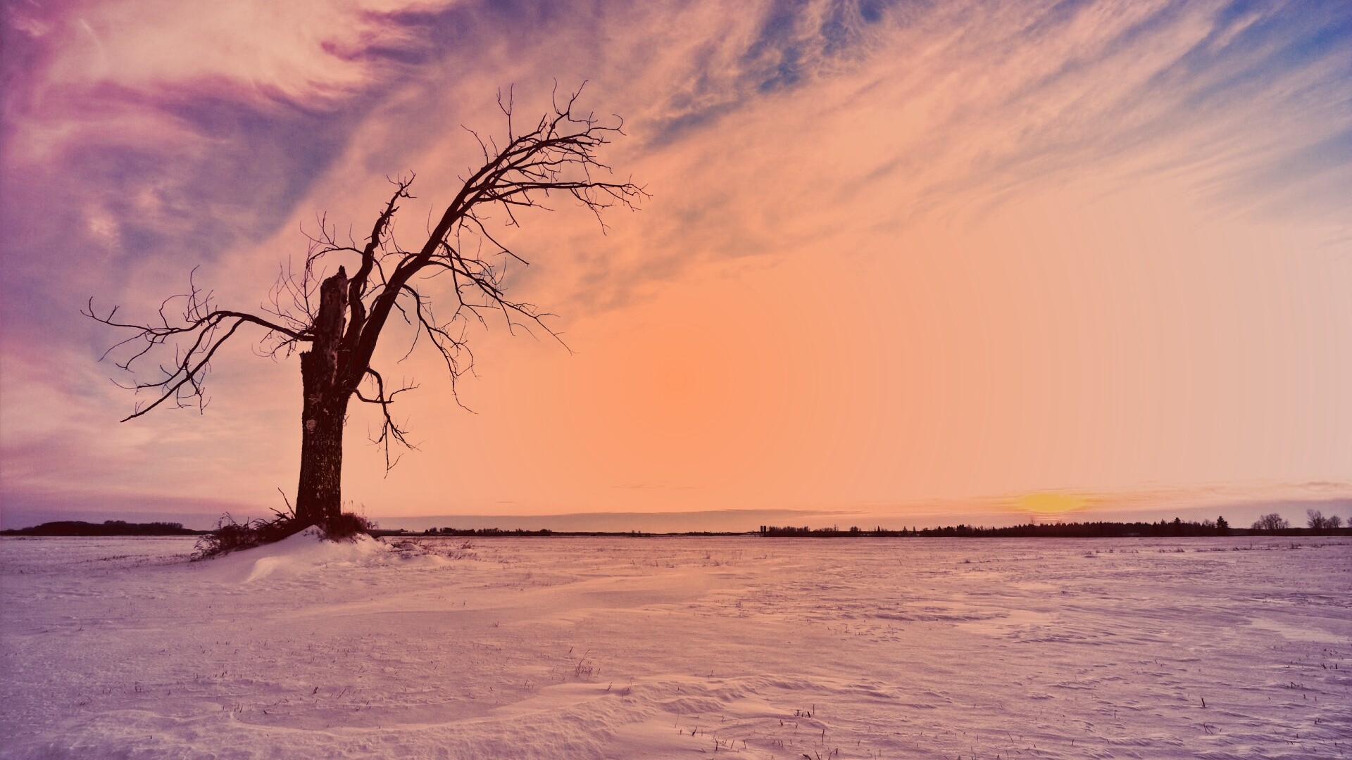 Сломанное дерево в снежной тундре обои