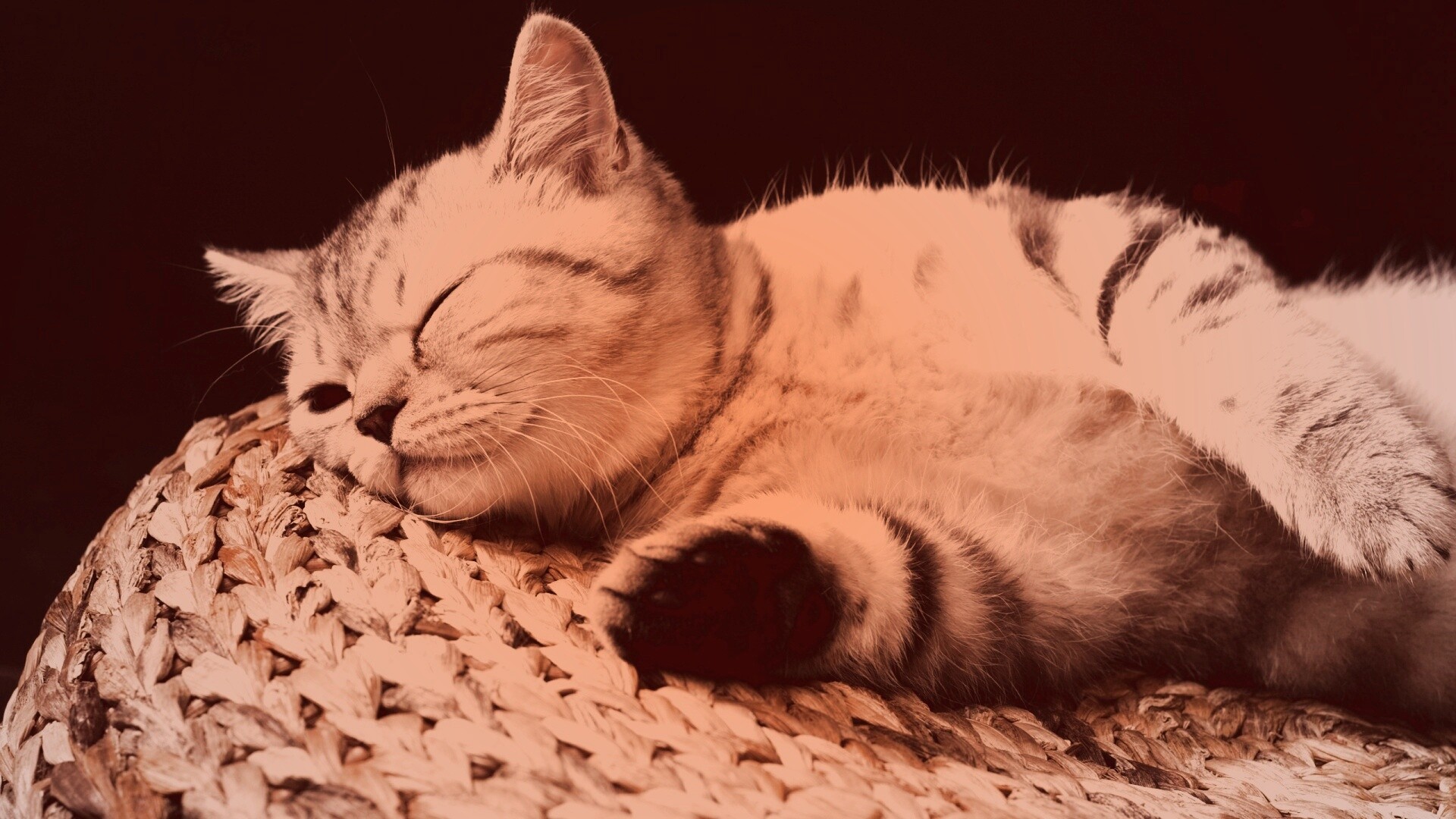 Пушистый кот спит на корзине обои