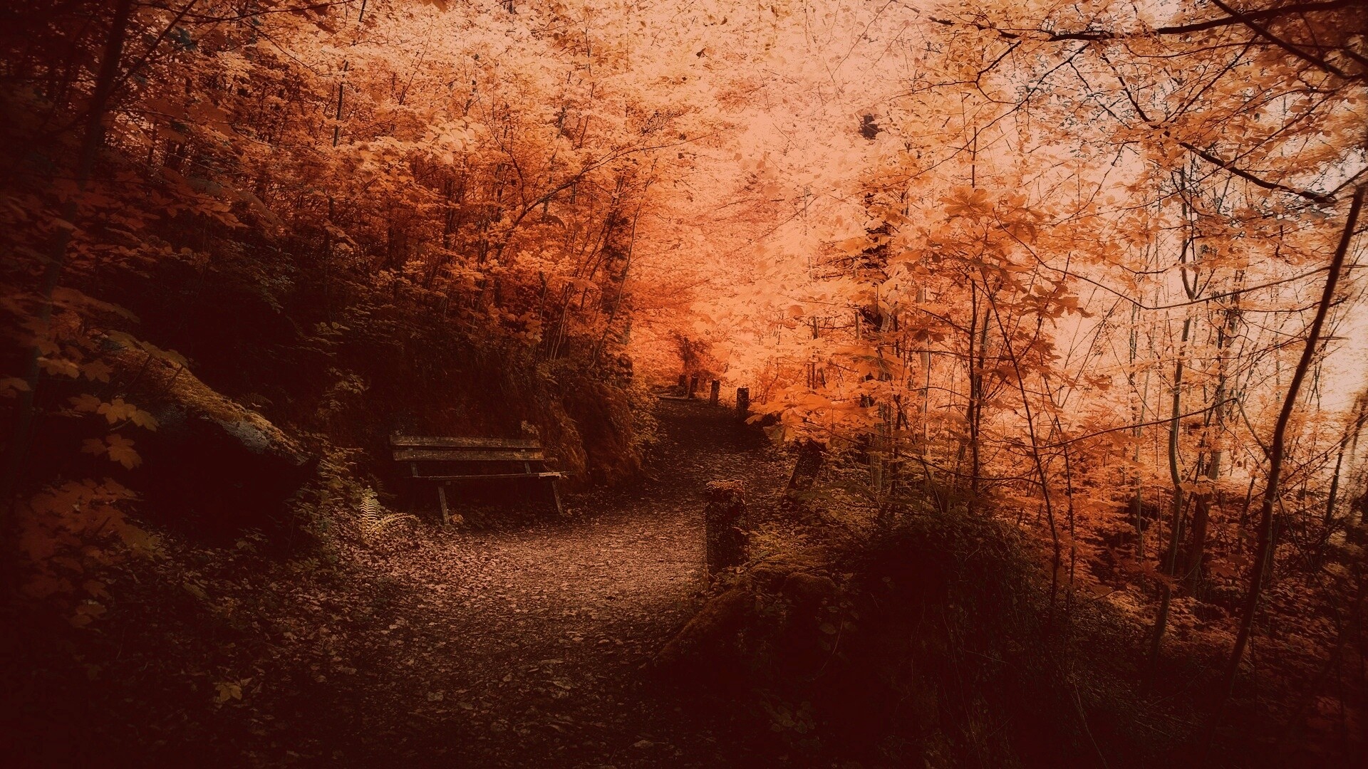 Скамейке в чаще парка обои