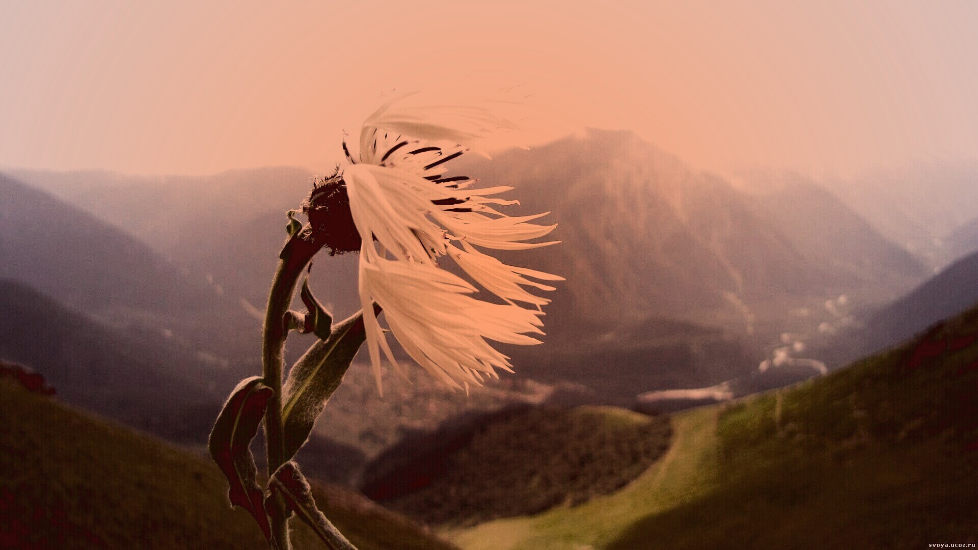 Горный цветок обои