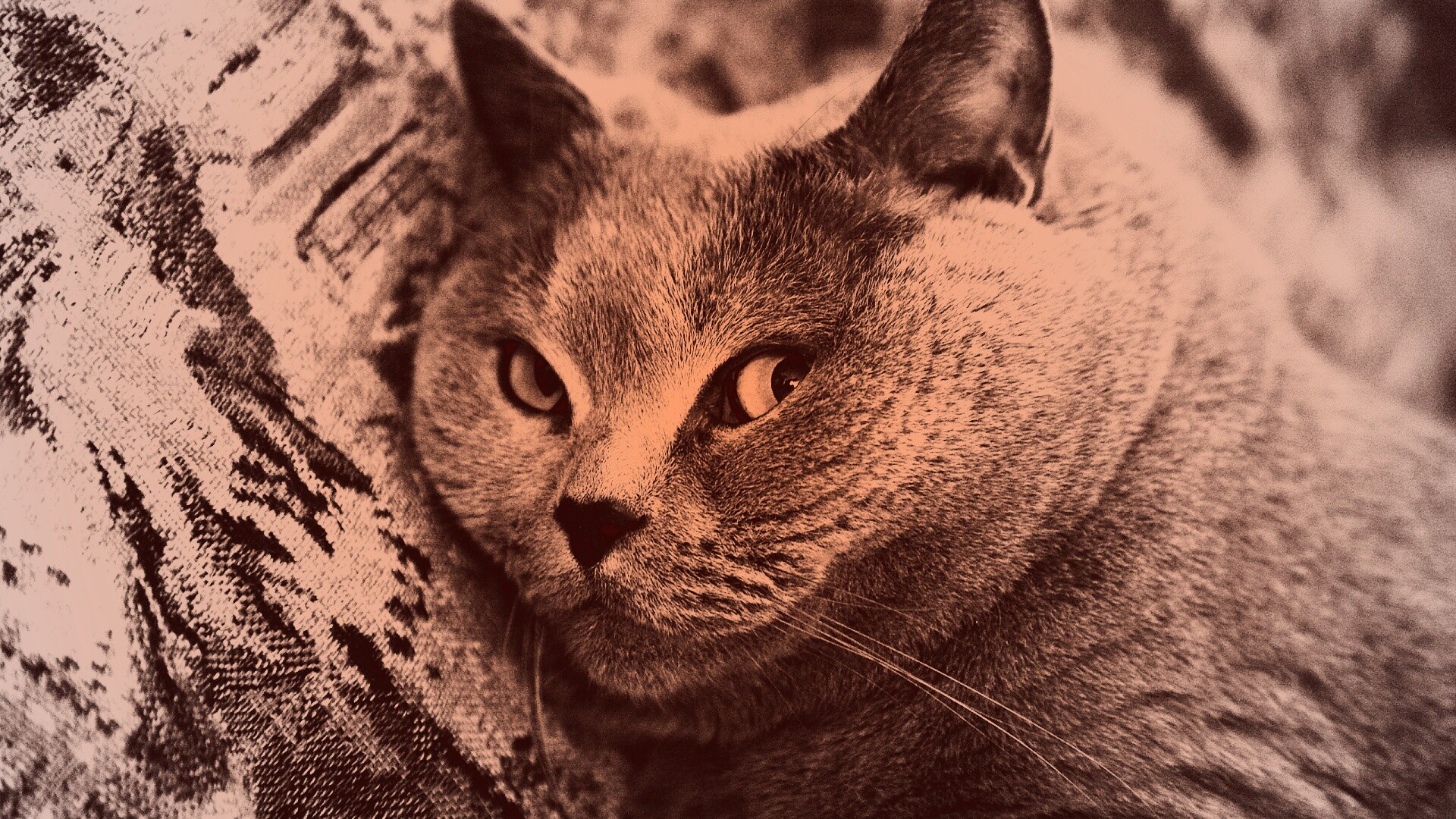 Щекастый британский котик обои