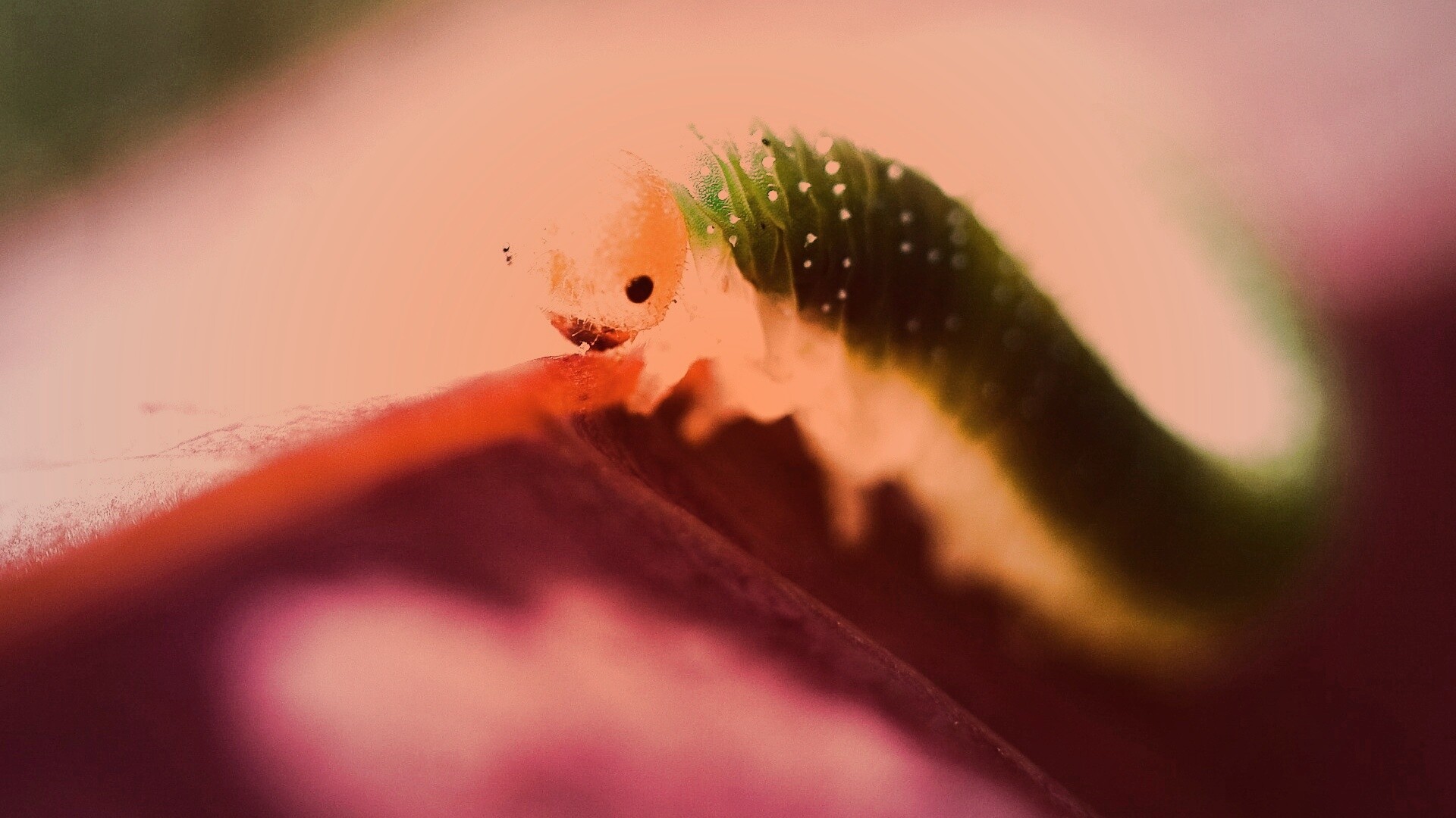 Гусеница бабочки на лепестке обои