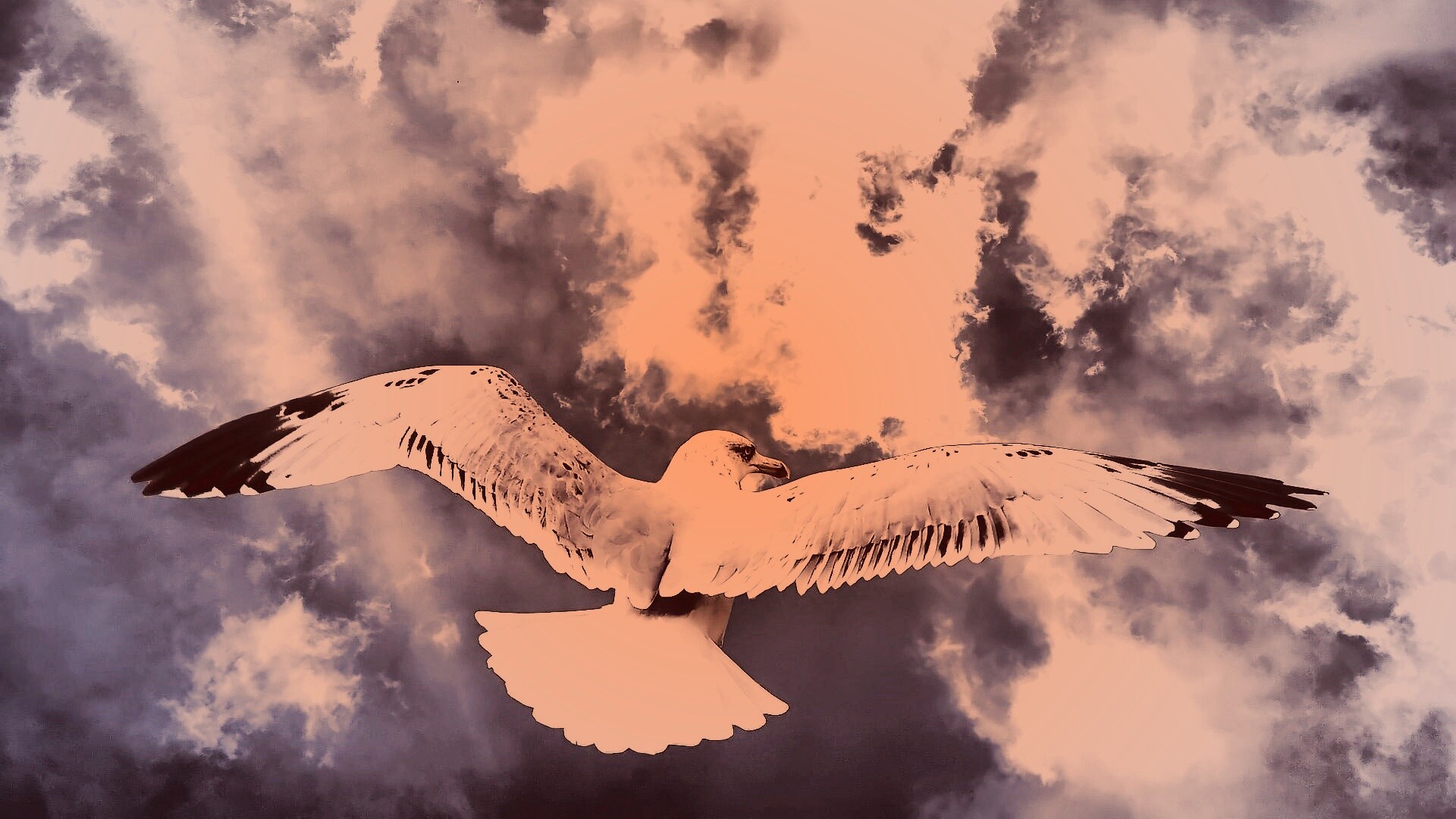 Гордая птица в полете обои