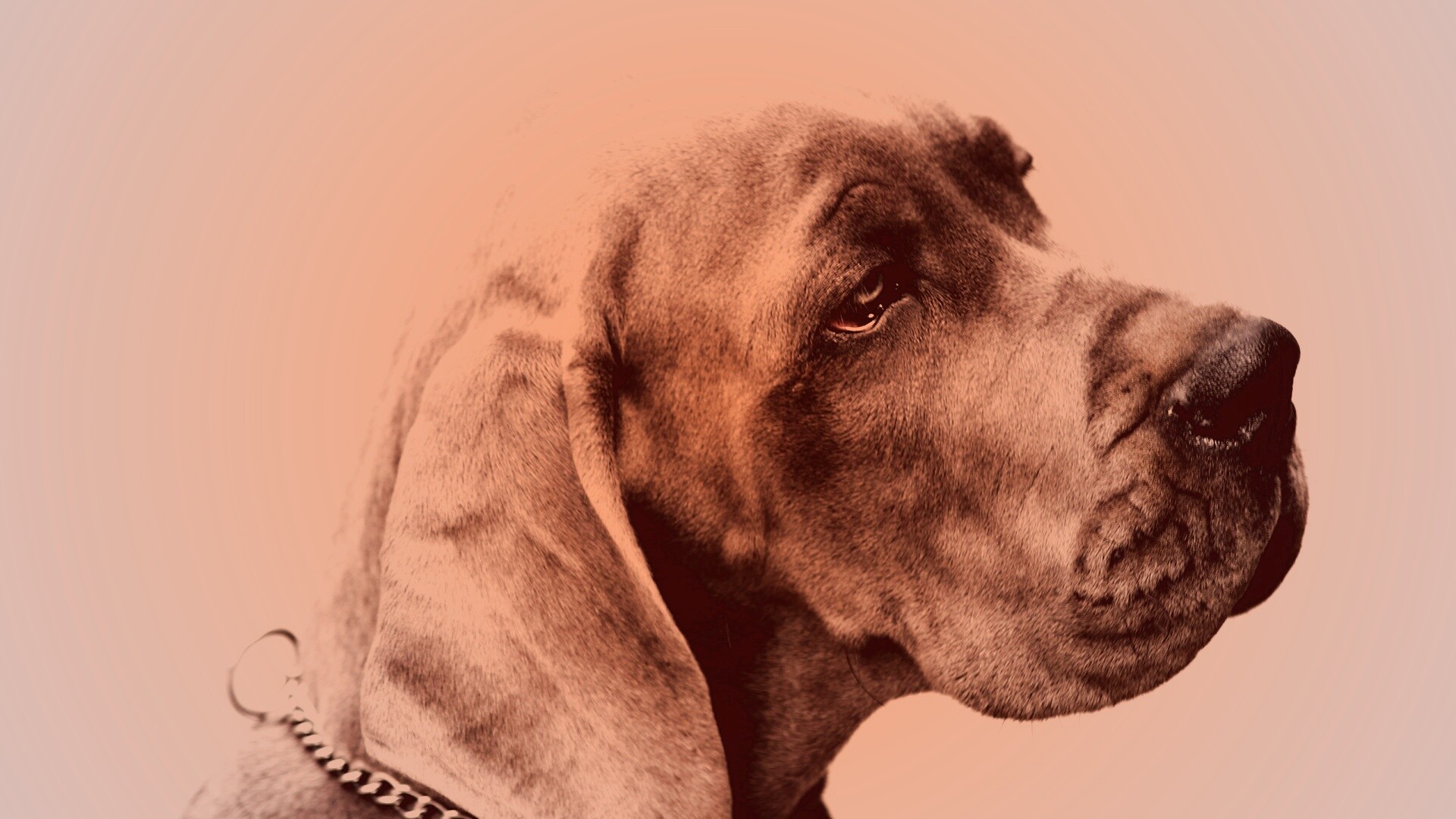 Грустная собака обои