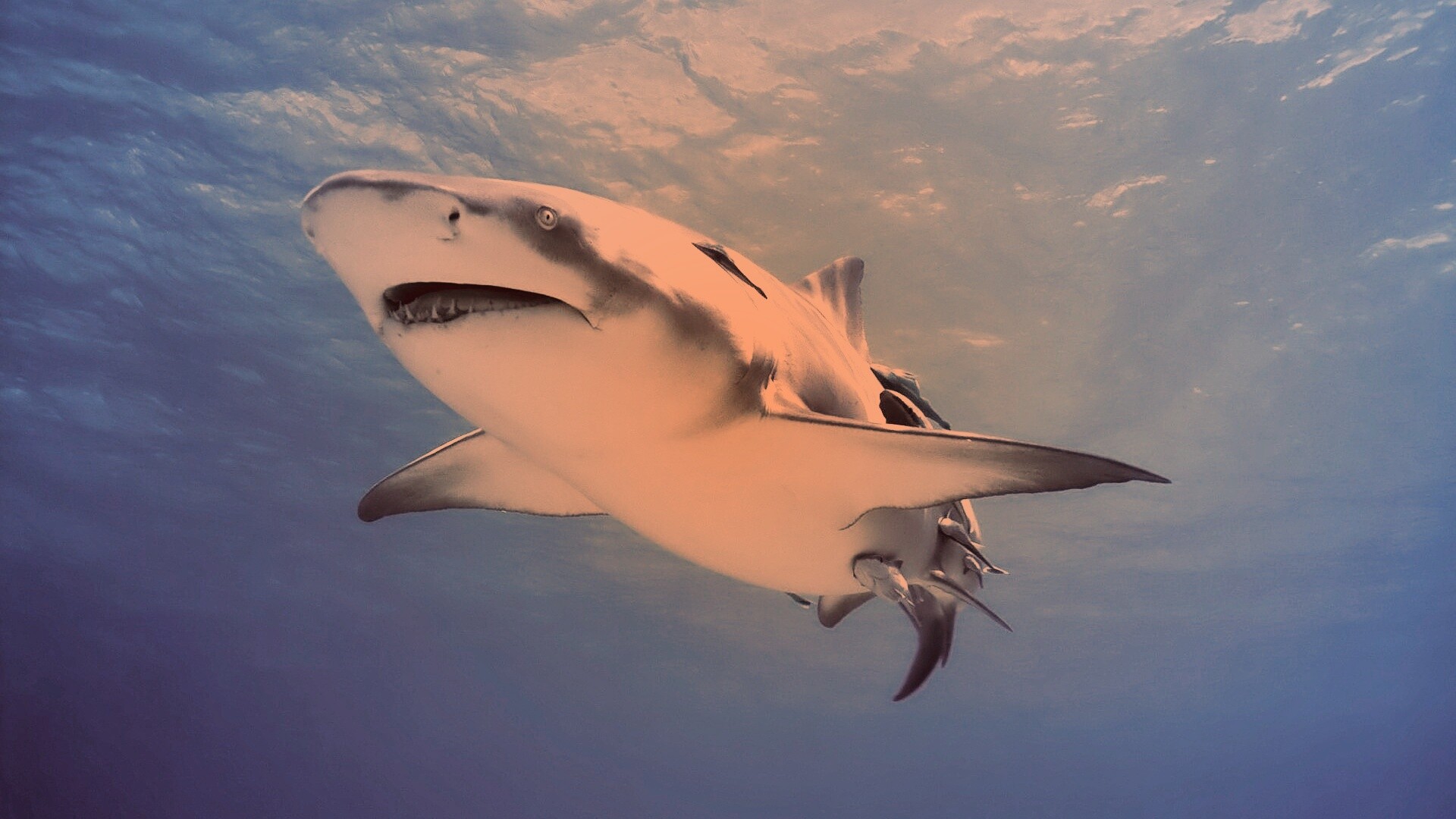 Красивая глубоководная акула обои