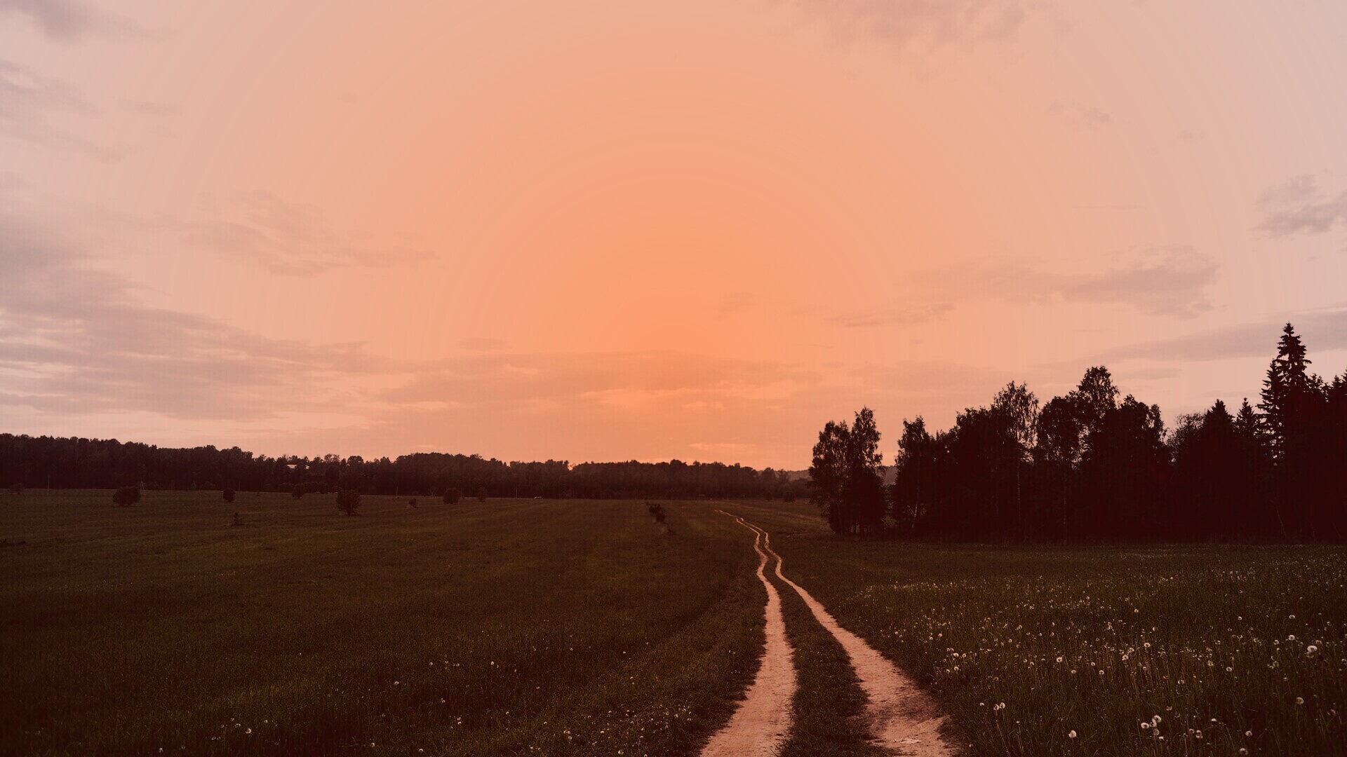 Дорога к лесу обои