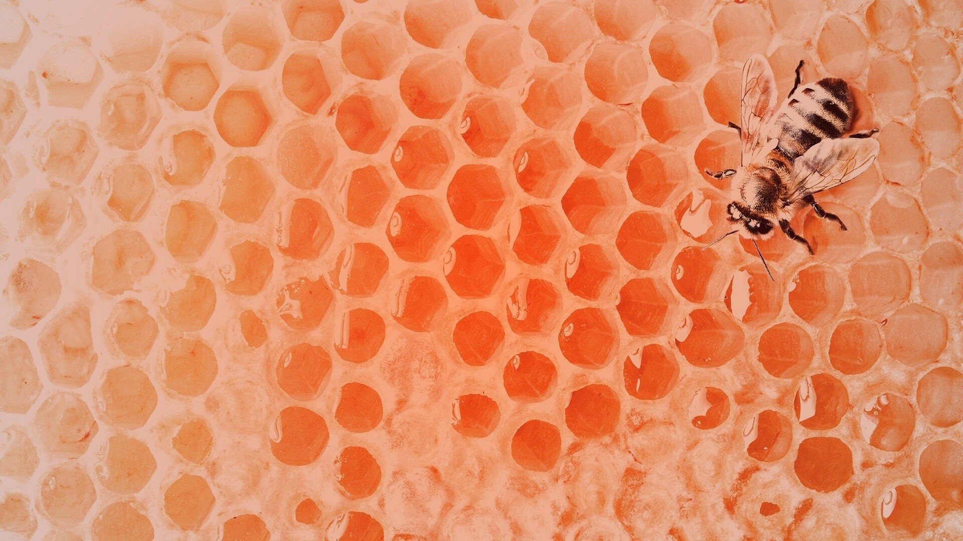 Пчела на сотах с медом обои