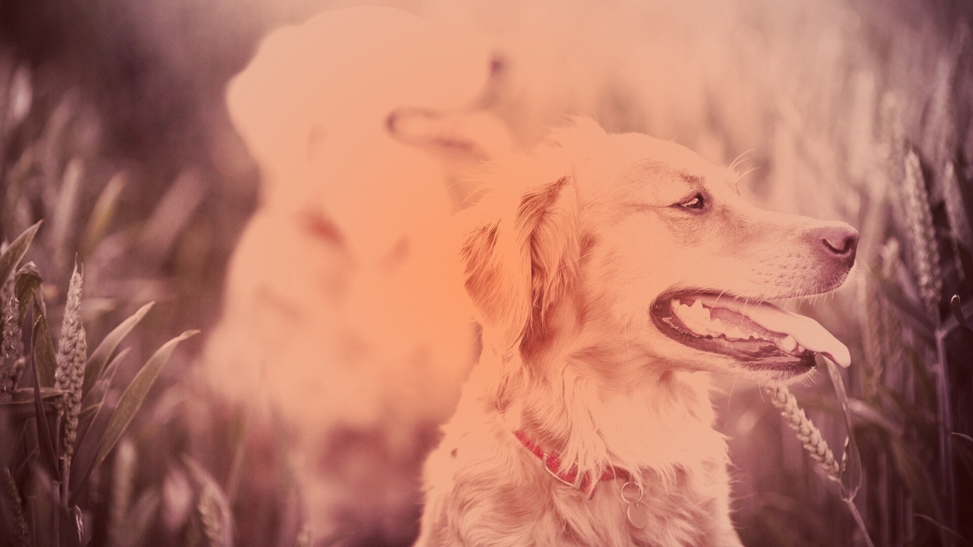 Собаки обои