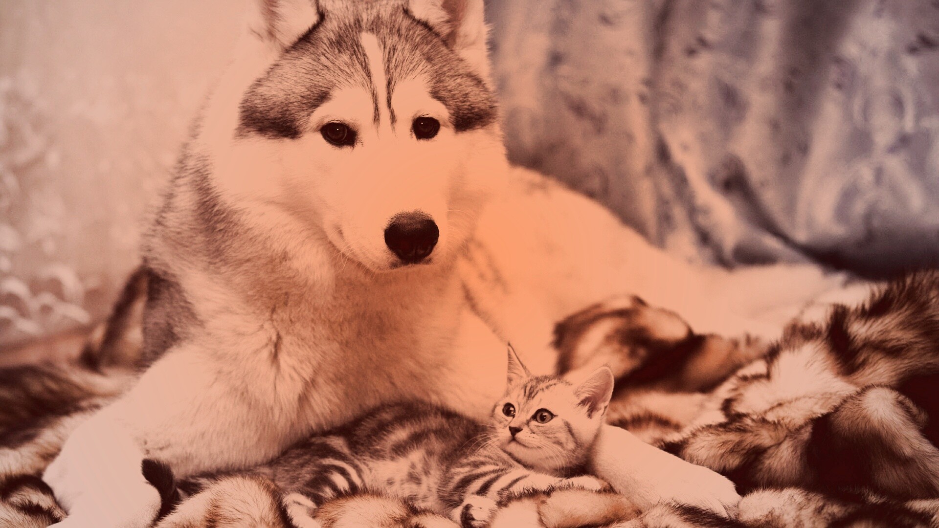 Собака и котенок обои