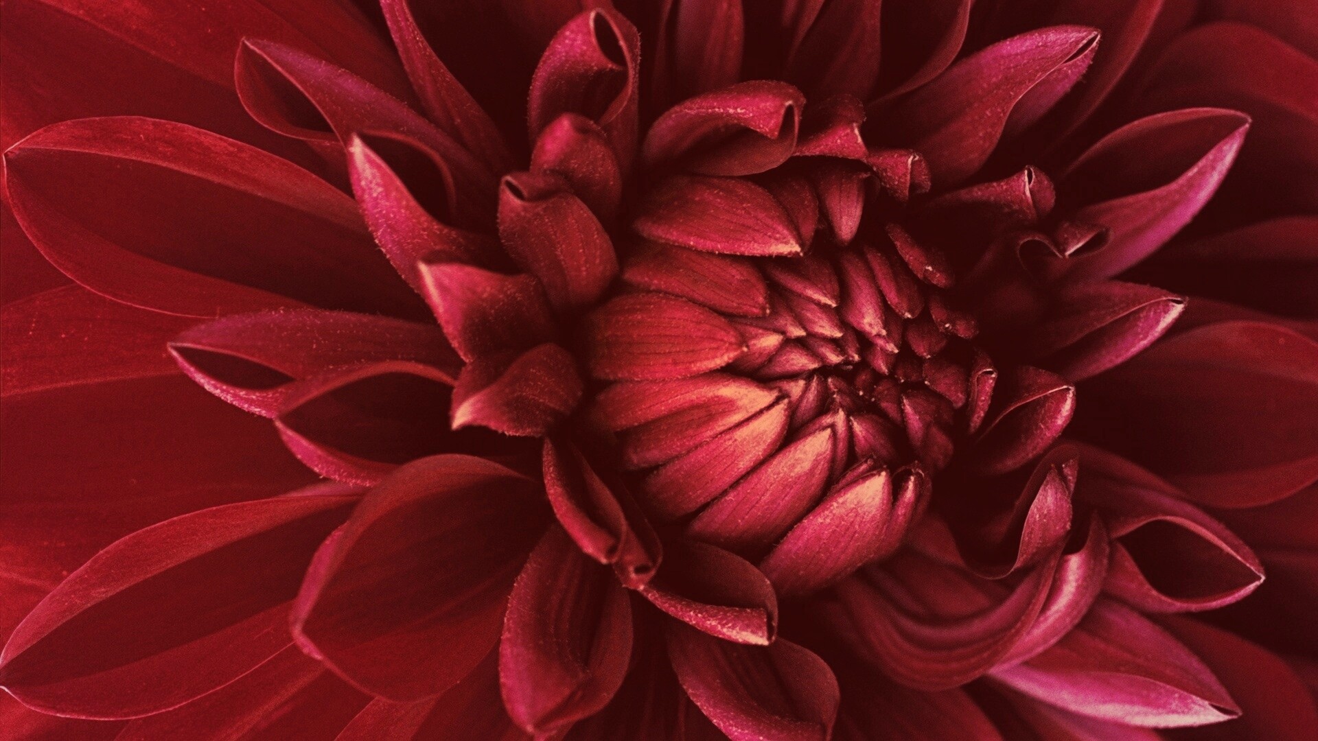 Цветок обои