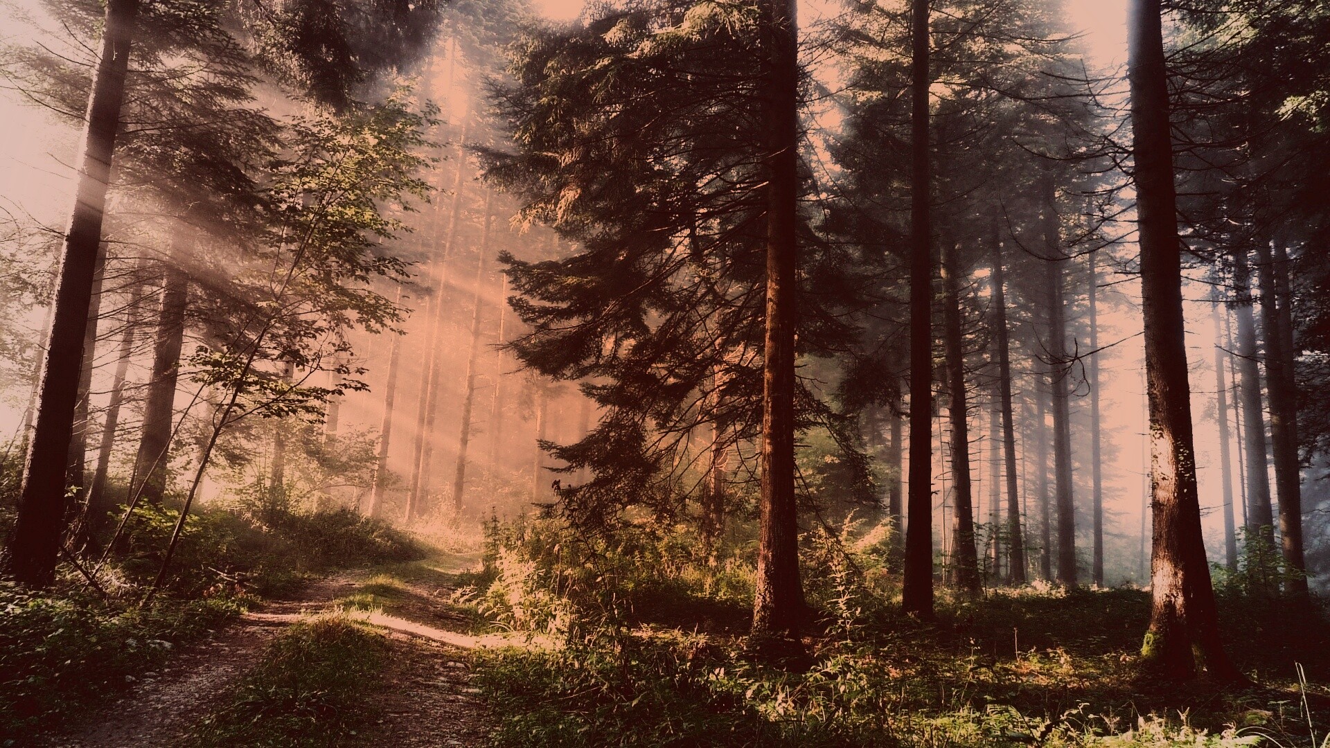 Тропа в лесу обои