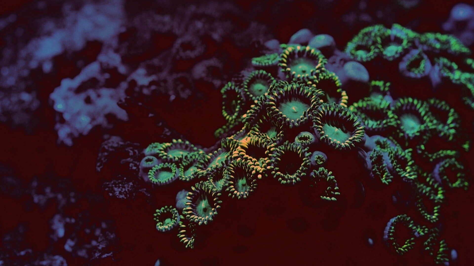 Морское дно обои