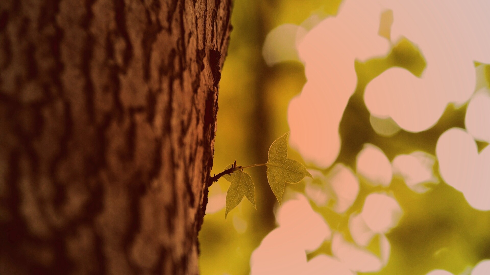 Листок на стволе дерева обои