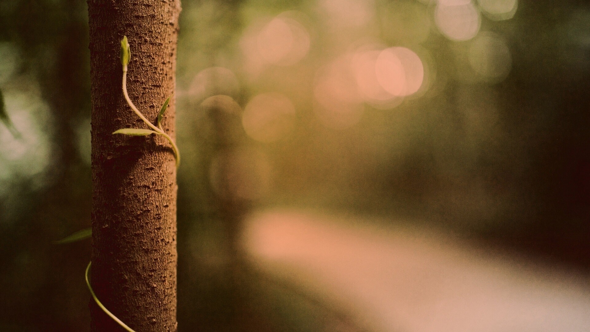 Стебелек на стволе деревца обои