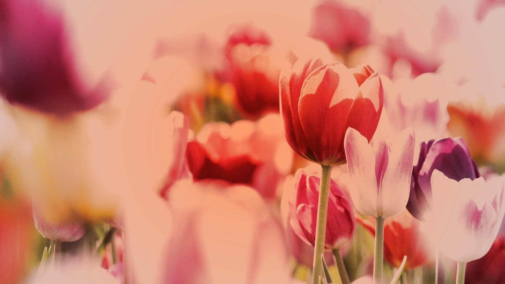Красивые тюльпаны обои