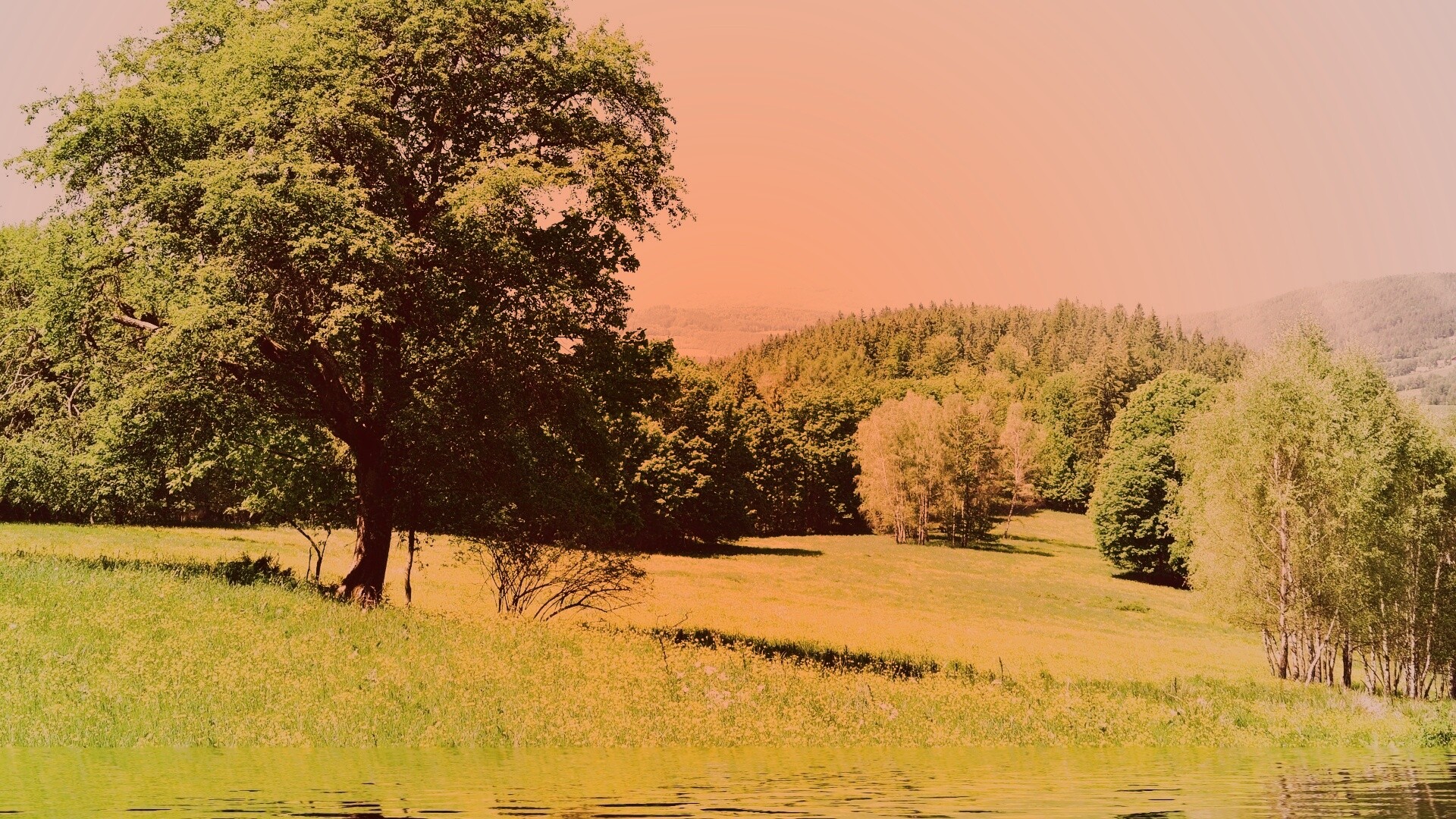 Дерево у воды обои